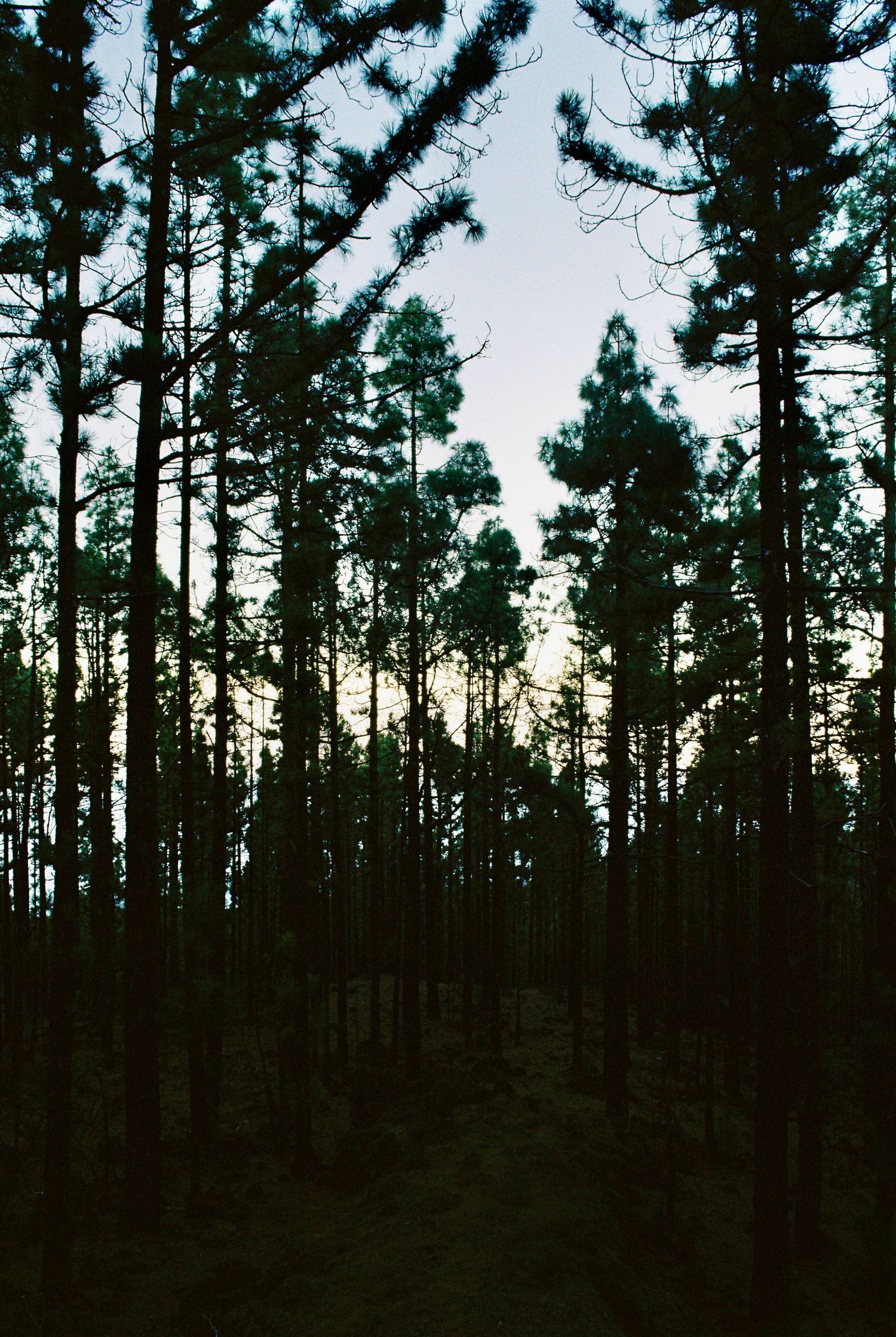 Silhouetted pine forest treeline at dusk creating a dark natural backdrop.