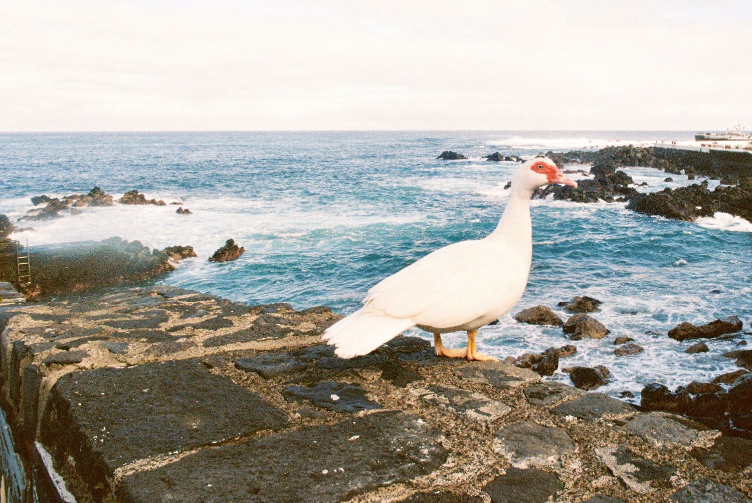 Rocky coastal shoreline with crashing waves against rugged cliffs.