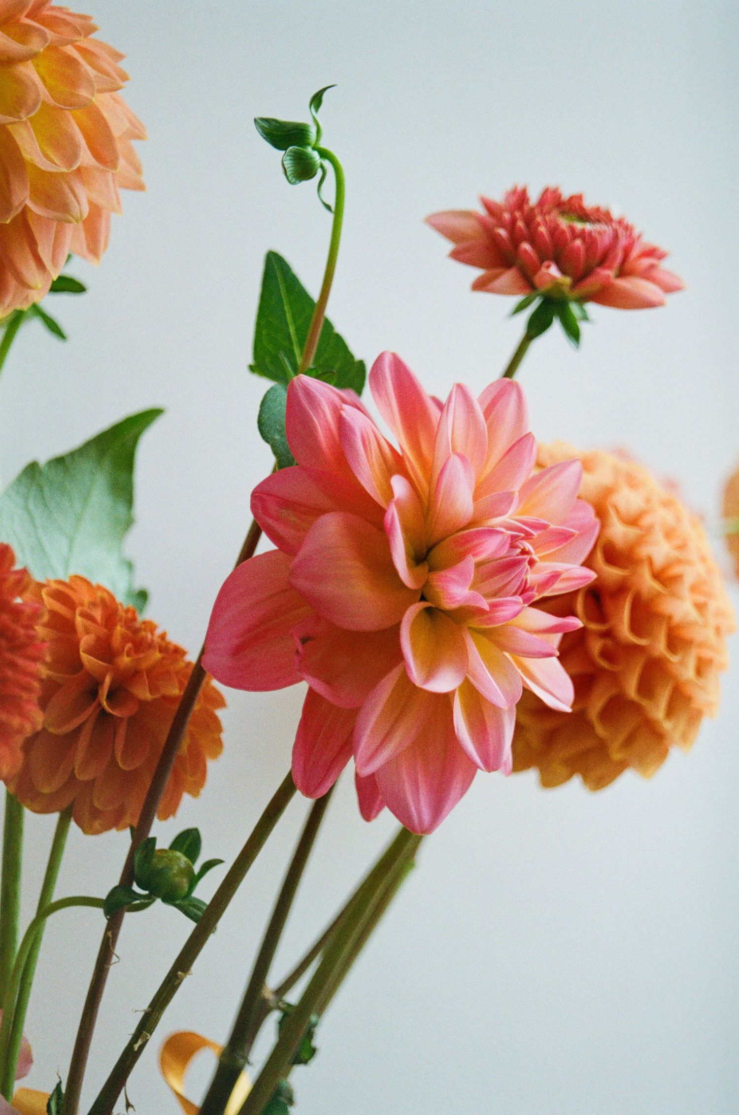 Row of coral and peach dahlias with green stems against a light background.