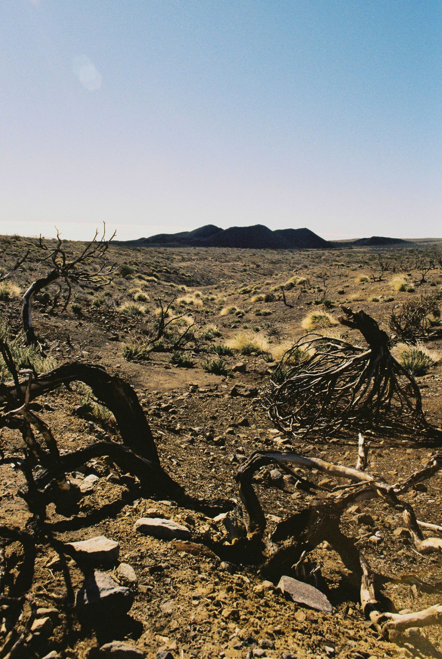 A desolate desert landscape with scattered dead trees and debris under a bright blue sky.