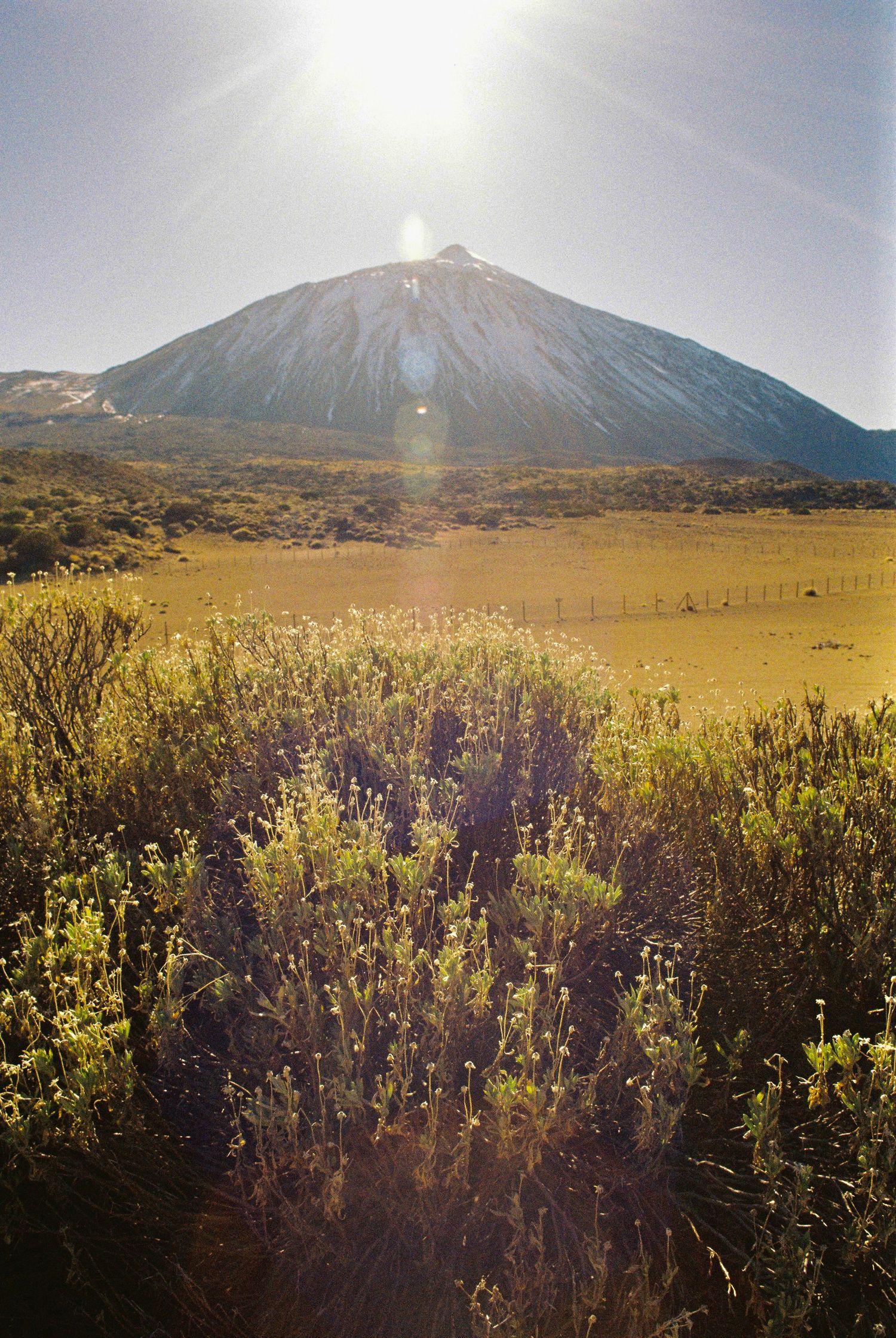 Mount Teide volcano rises majestically over yellow wildflowers and desert brush in Tenerife.