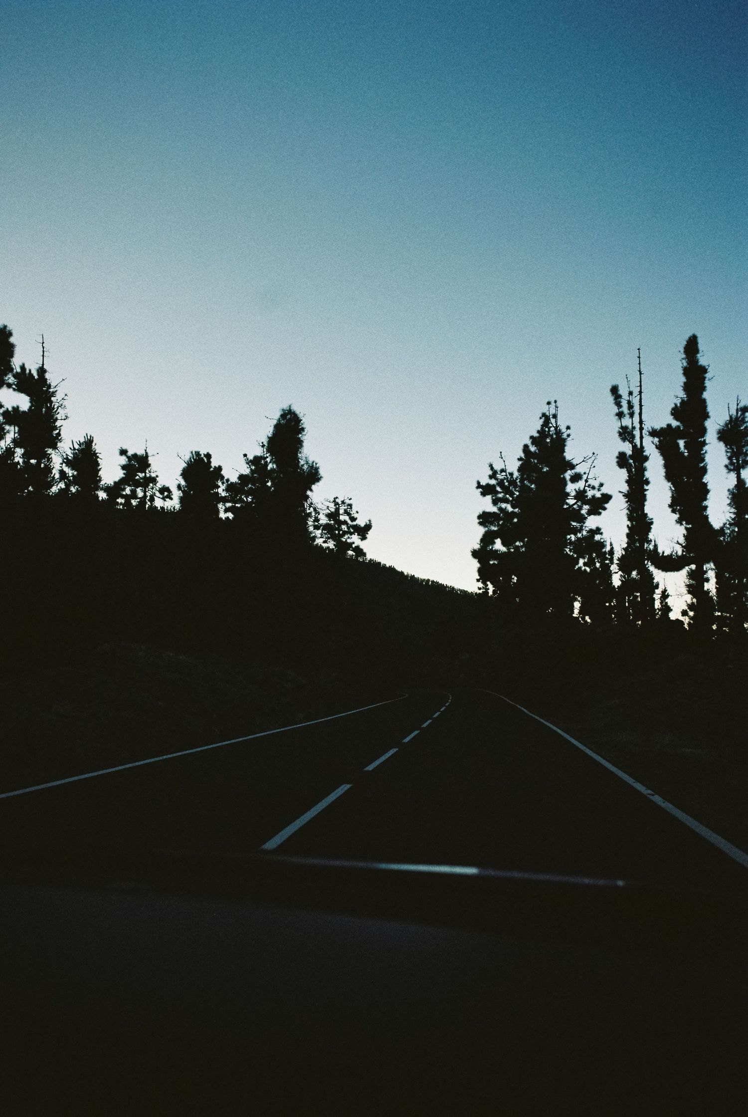 Silhouetted pine trees line a dark road against a dusky blue sky.