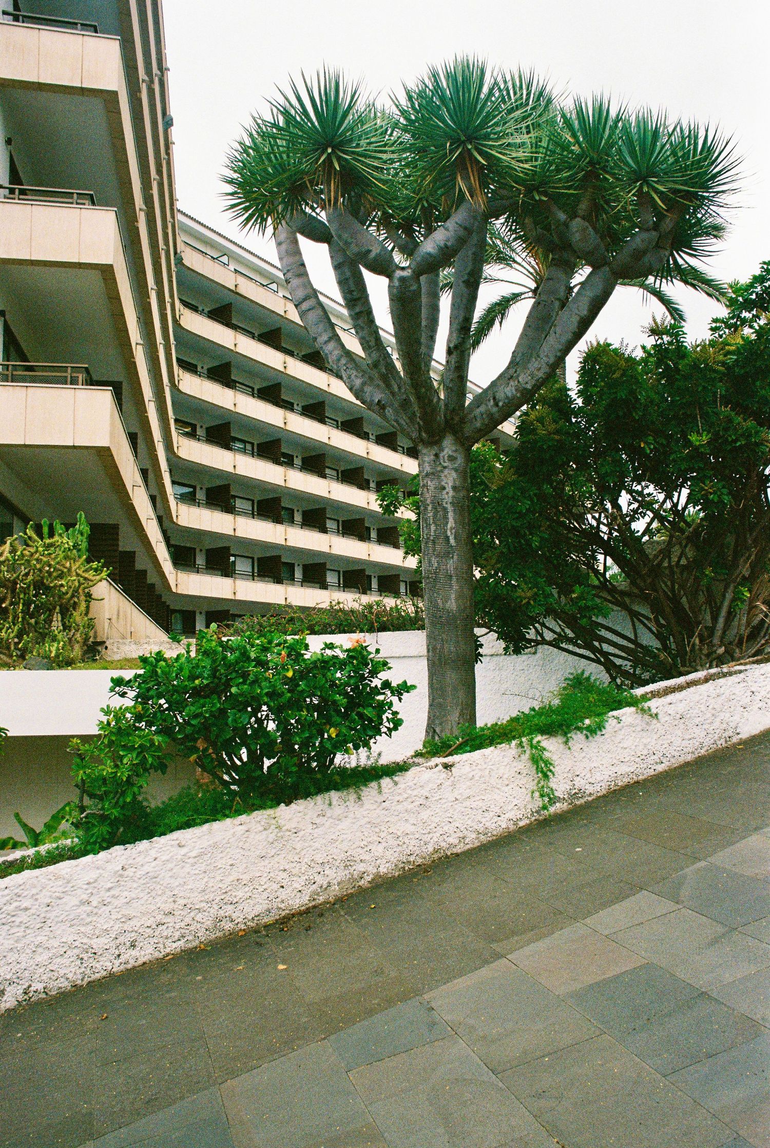 Modern hotel building with palm trees and landscaping along a sloped walkway.