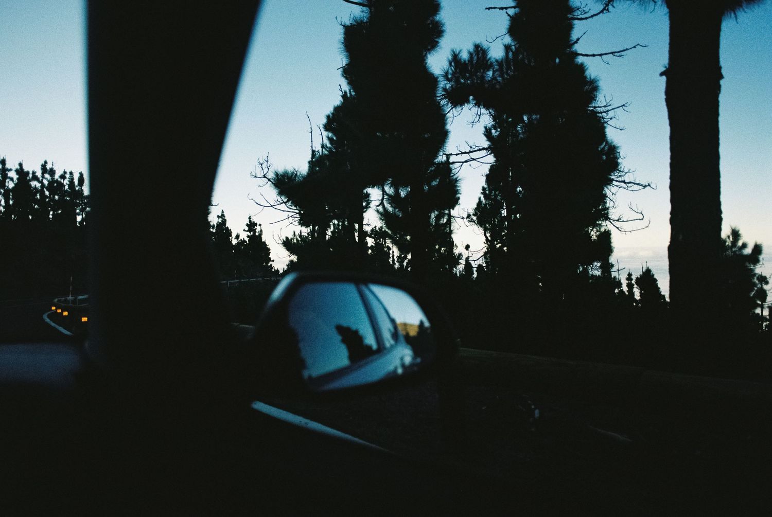 Dark silhouettes of tall pine trees against evening sky.