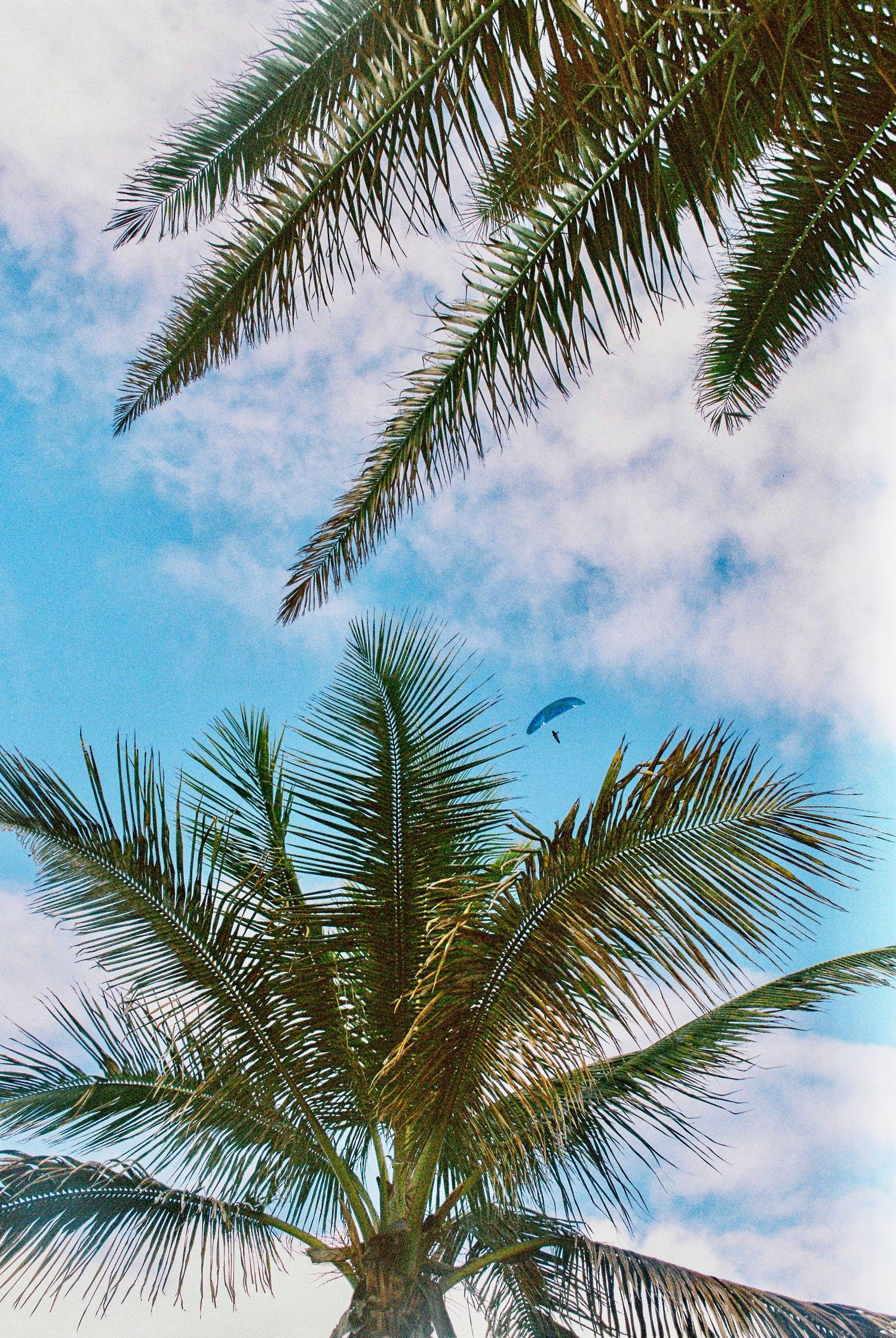 Palm fronds sway against a bright blue sky with white puffy clouds on a tropical day.