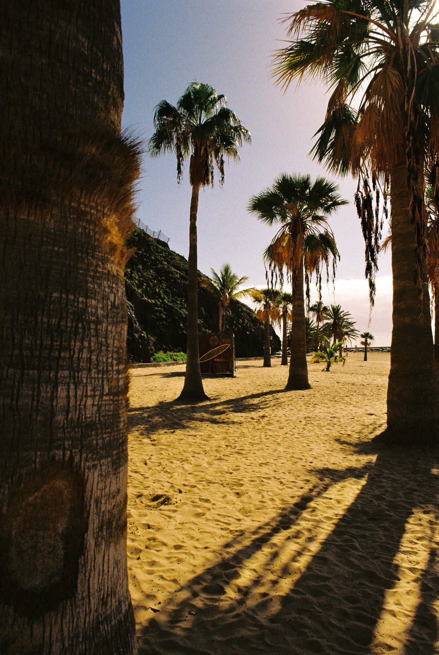Palm trees casting long shadows on golden sand during sunset at a beach.
