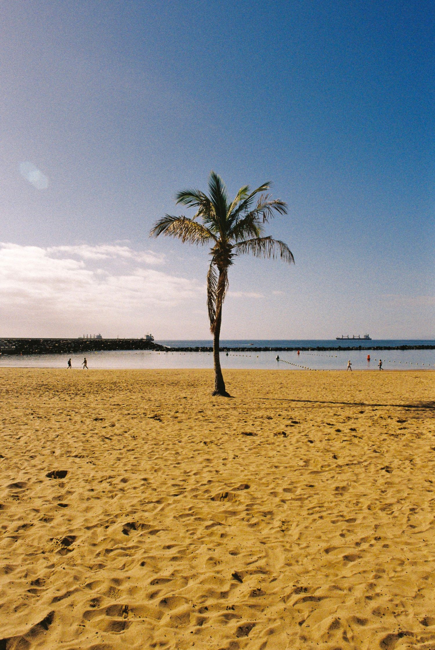 Wide sandy beach with palm trees and blue ocean horizon under clear sky.