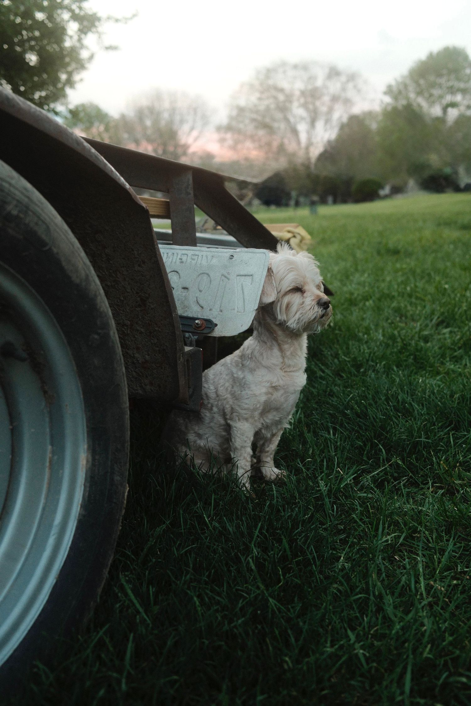 A white fluffy dog sits attentively next to a large tractor wheel in a grassy field at dusk.
