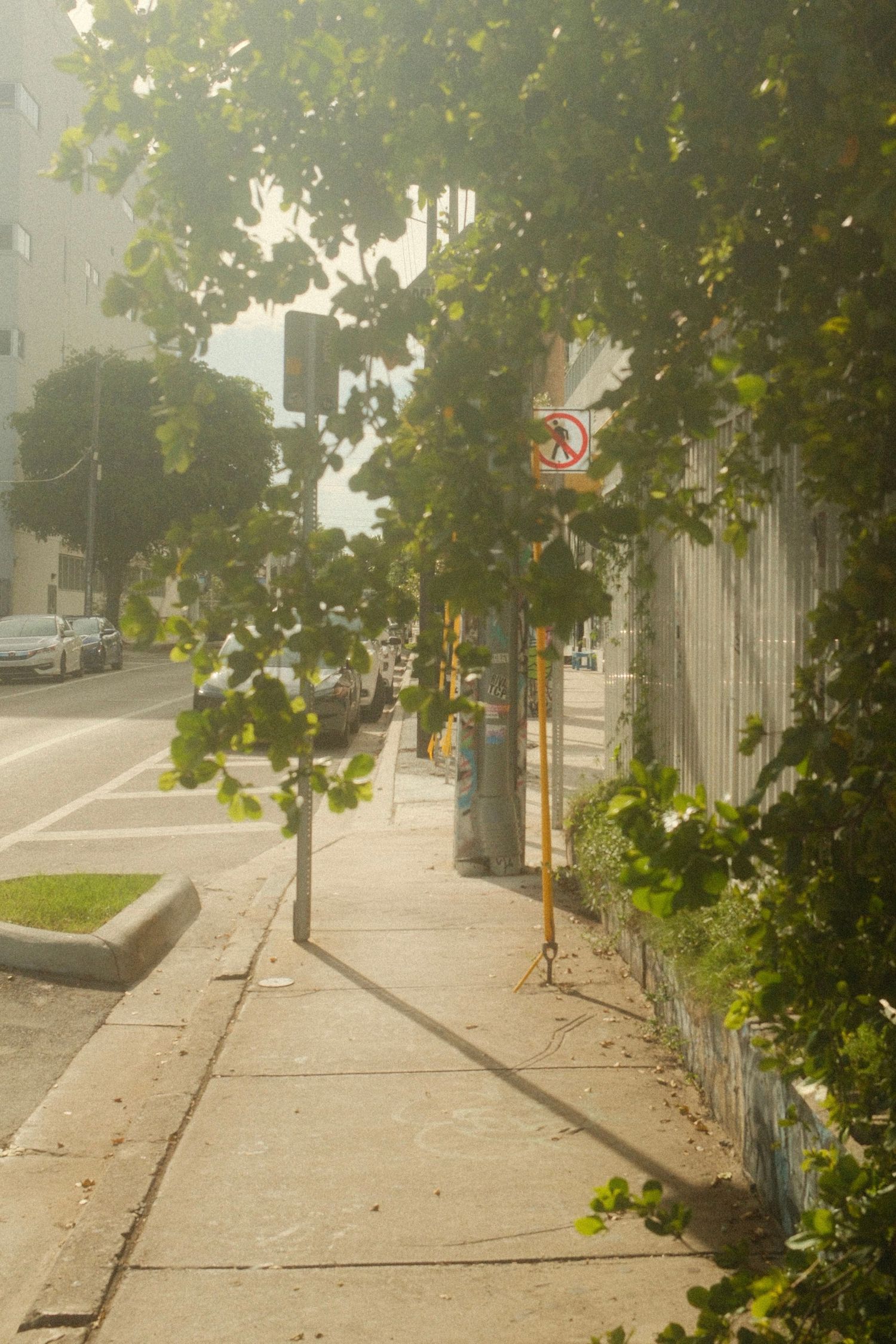 Foggy residential street with trees and sidewalk lined by white picket fences on a misty morning.