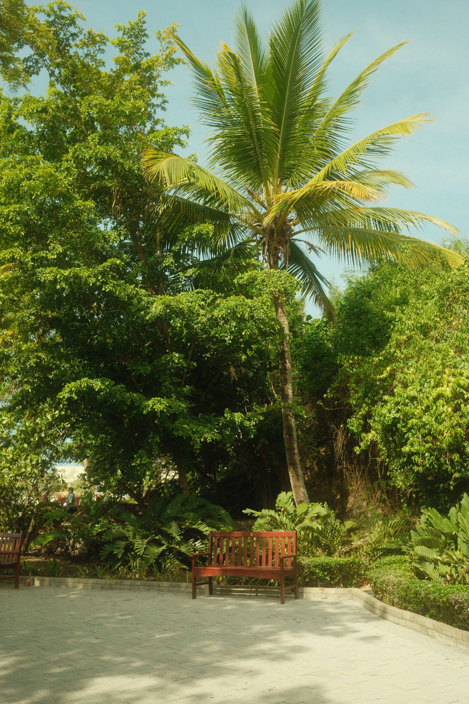 Tropical garden scene with palm trees and wooden benches under bright blue sky.