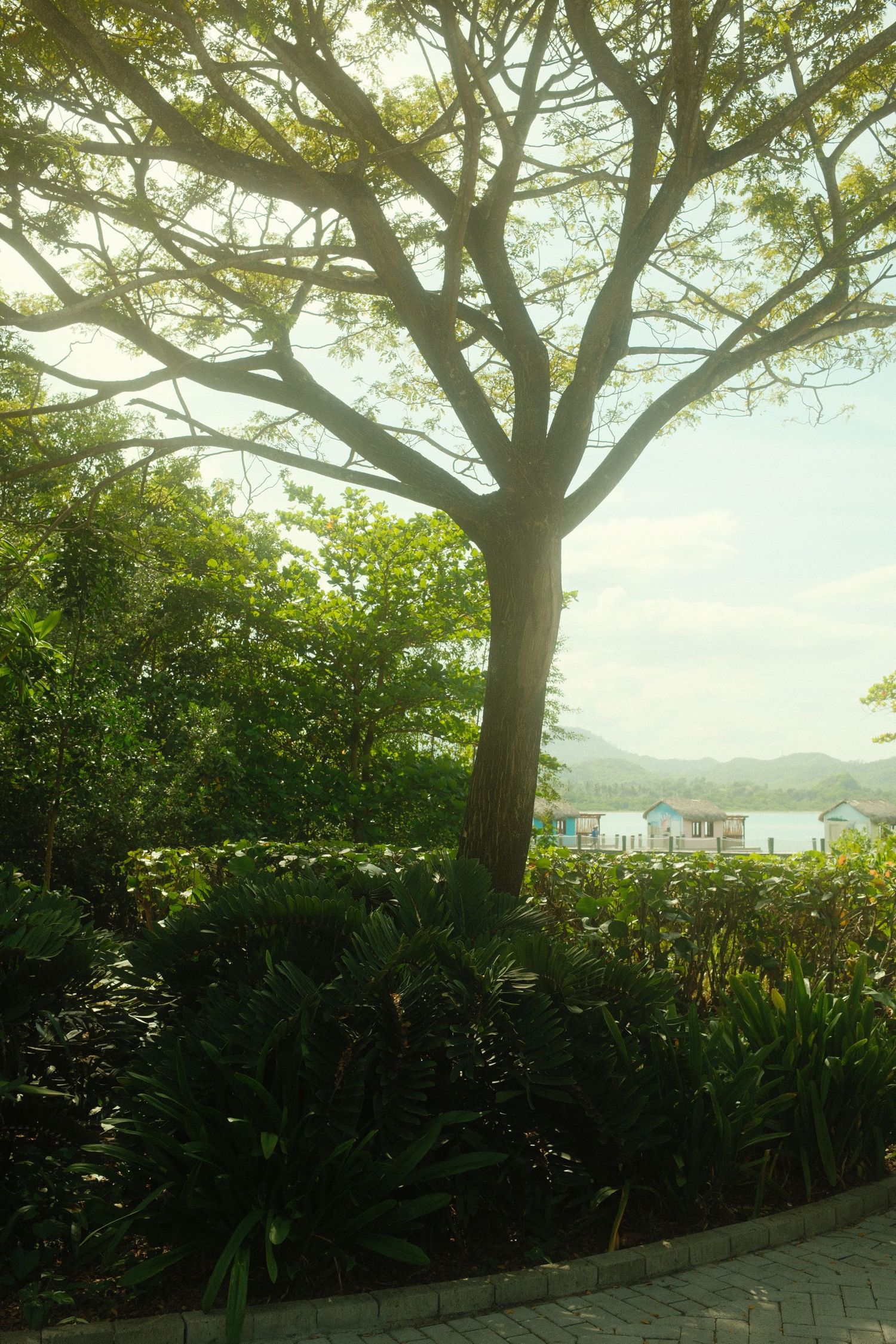 Series of shots showing a lush tropical garden path with sunlight filtering through tree branches.
