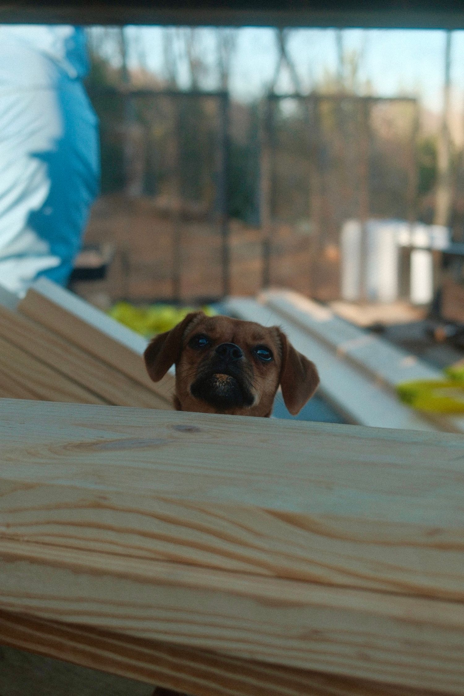 A curious dog's eyes peek over the edge of a wooden deck or table in a series of progressive shots.
