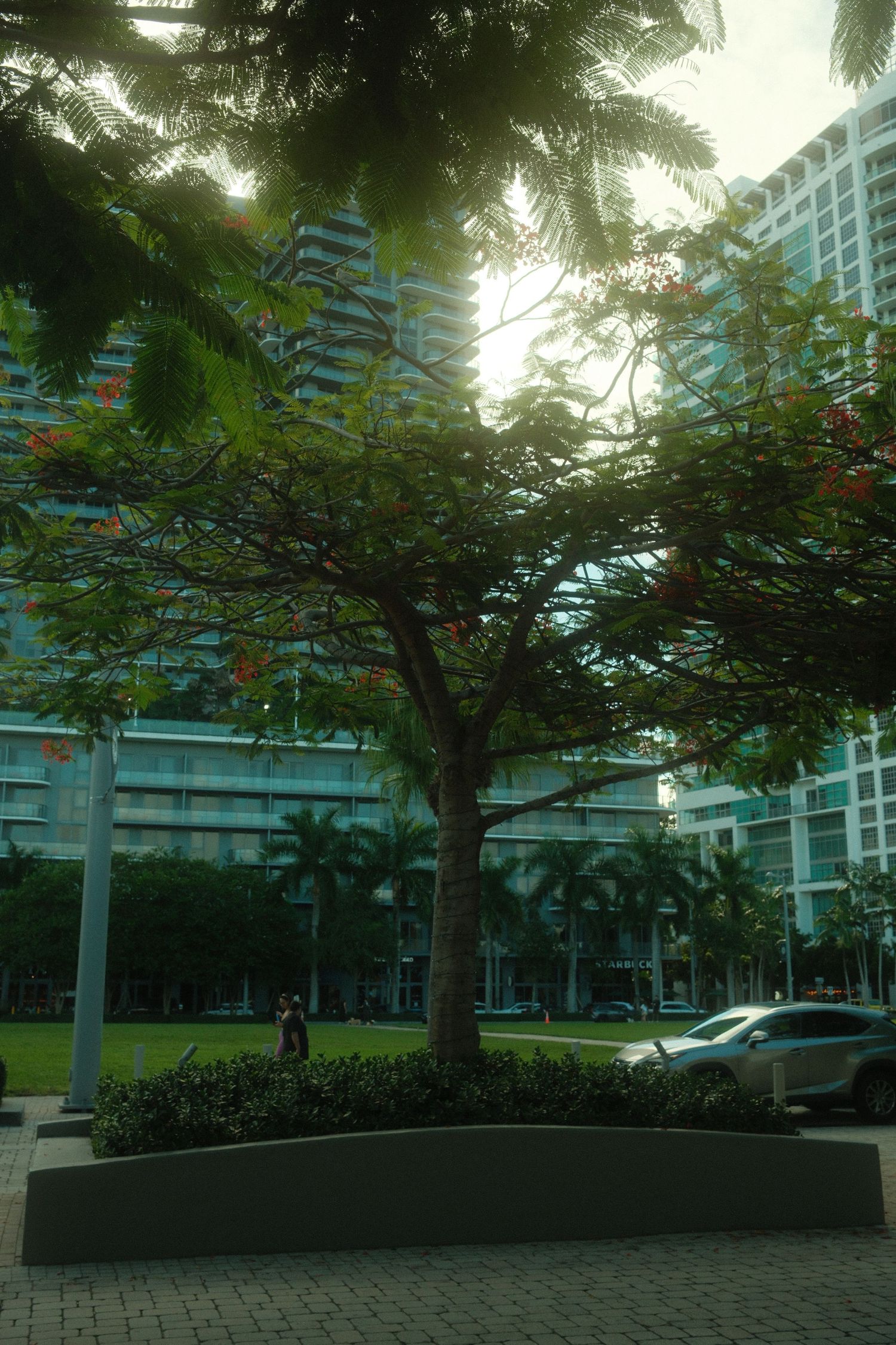 Palm trees and lush greenery line a cobblestone courtyard area between modern high-rise buildings in an urban setting.