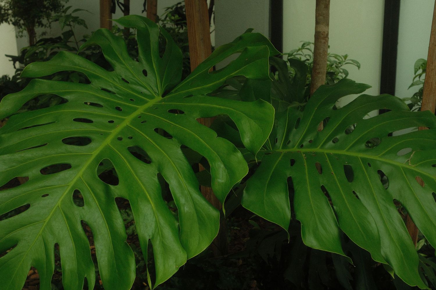Large tropical monstera deliciosa leaves create a lush green wall of foliage in a garden setting.