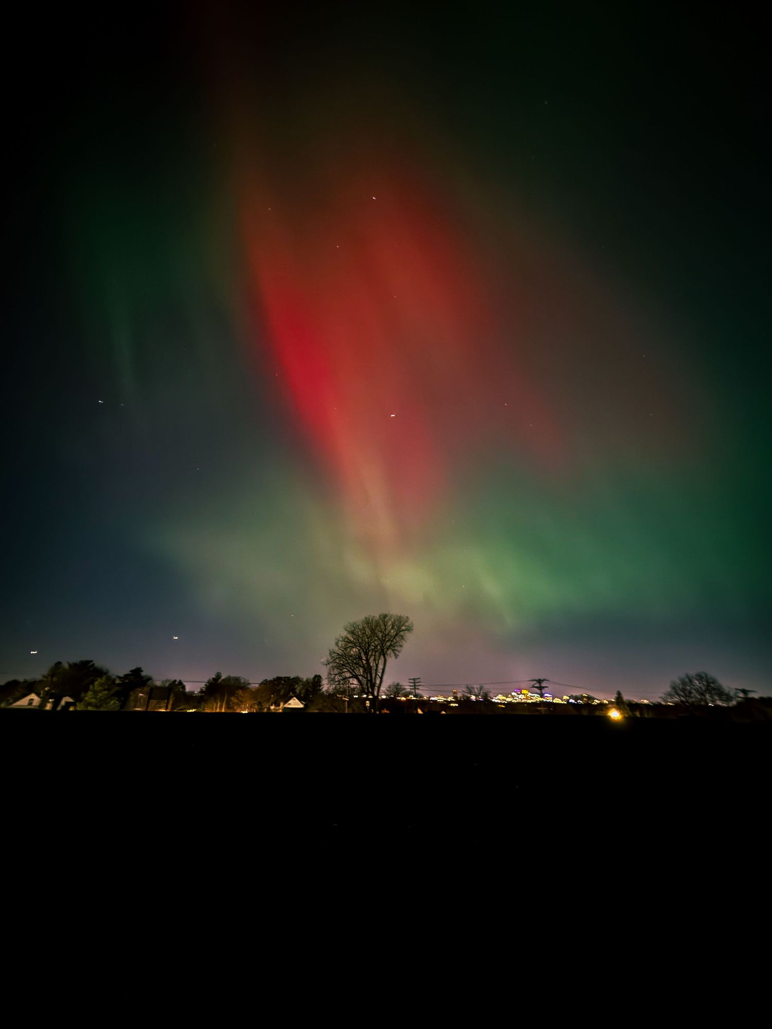 Brilliant Northern Lights over a tree in St. Paul.
