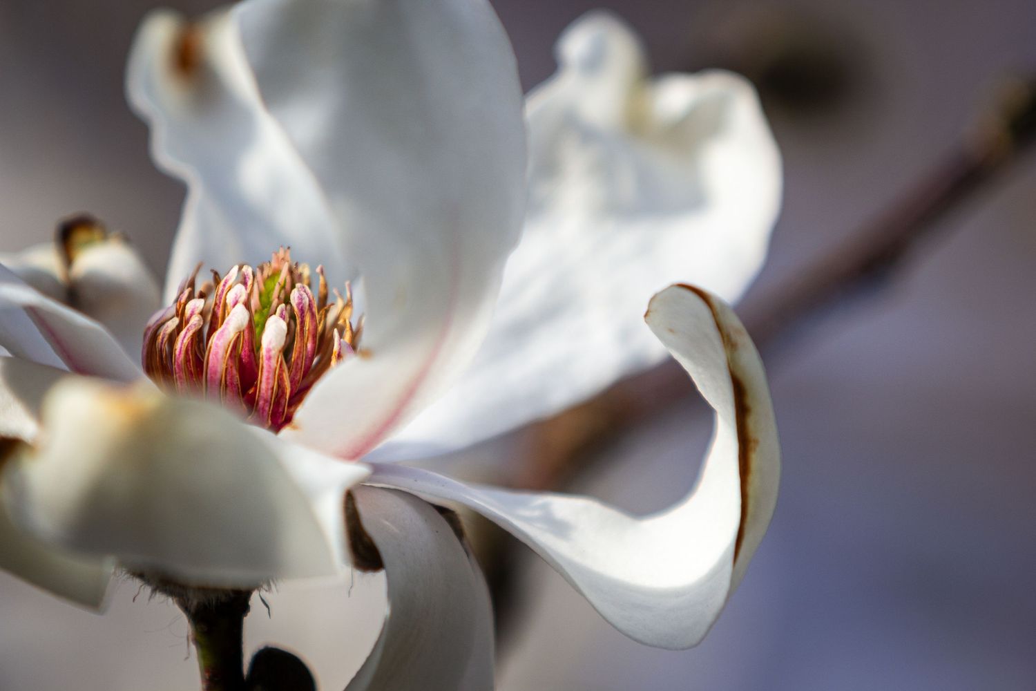 A brilliant magnolia flower.