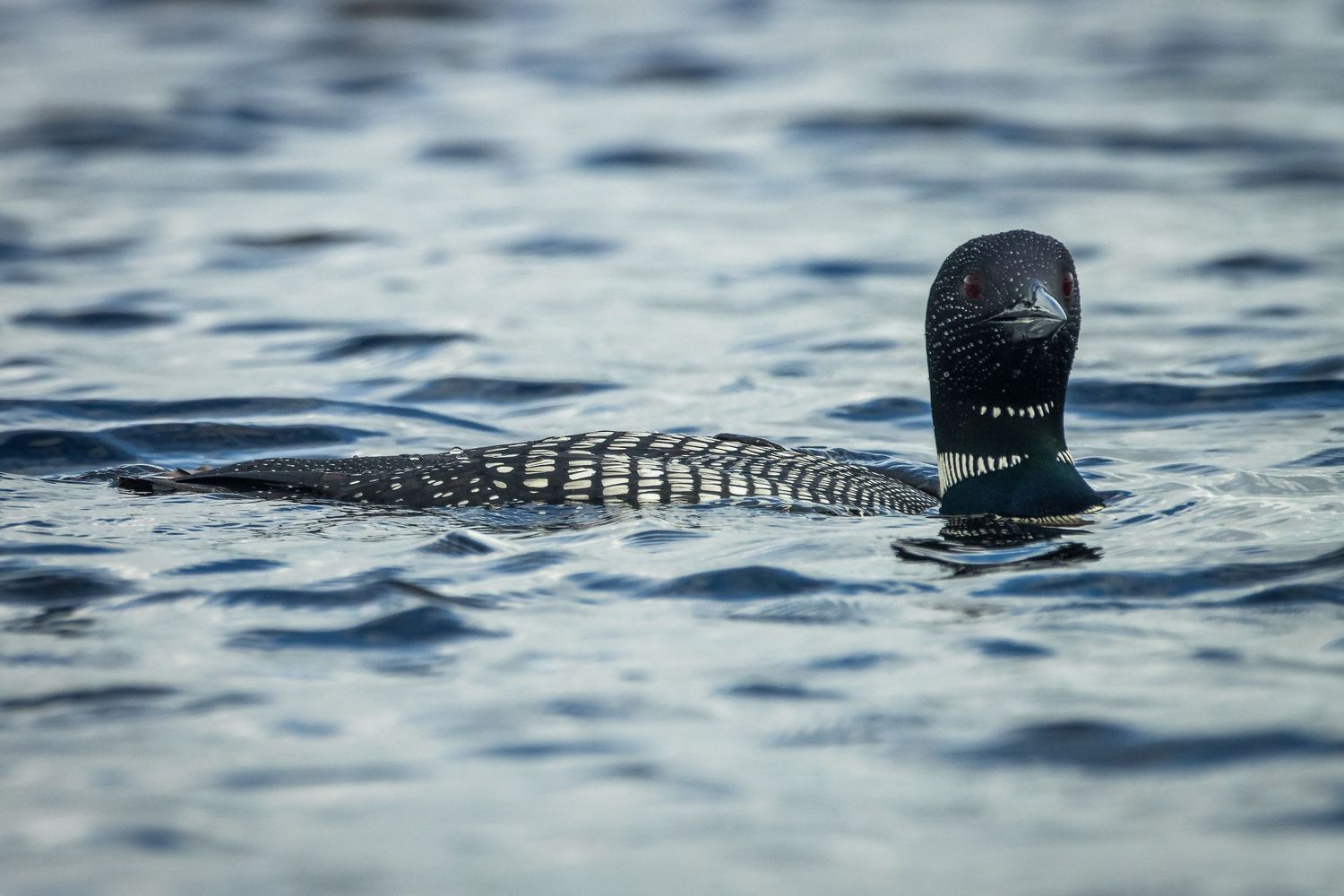A loon swimming in gentle waves in Northern Minnesota.