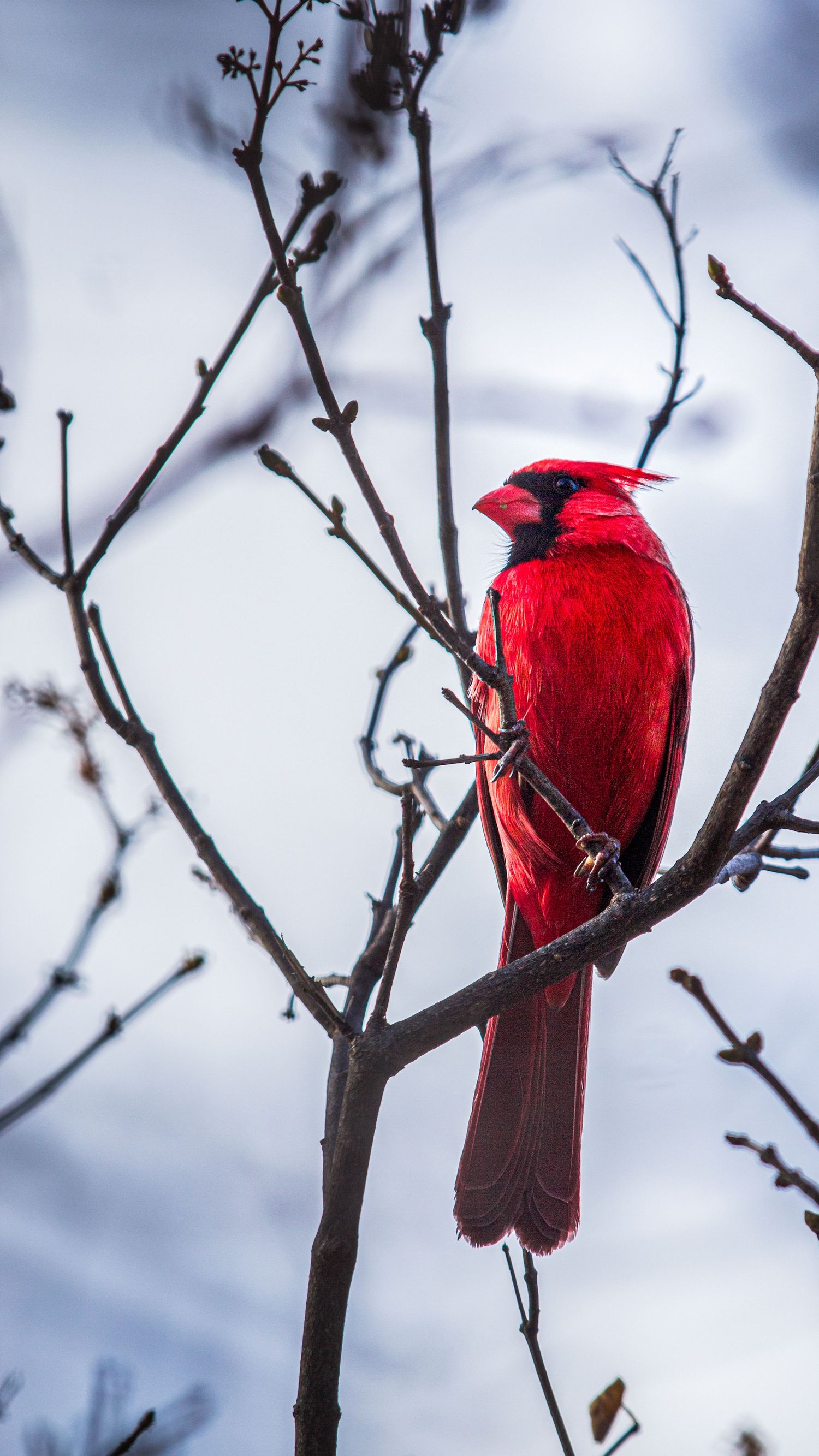 A bright red cardinal perched on a branch.