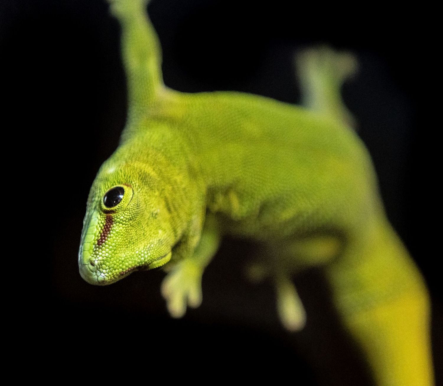 A lizard on a clean black background.