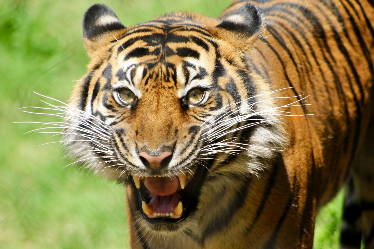 A tiger watching the viewer at the San Diego Zoo.
