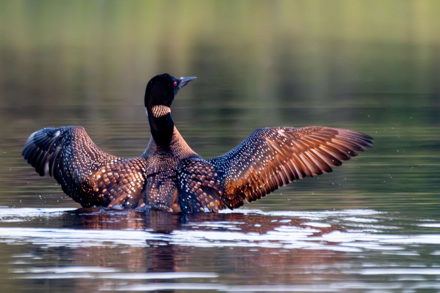 A loon with its wing spread to shake itself in Northern Minnesota.