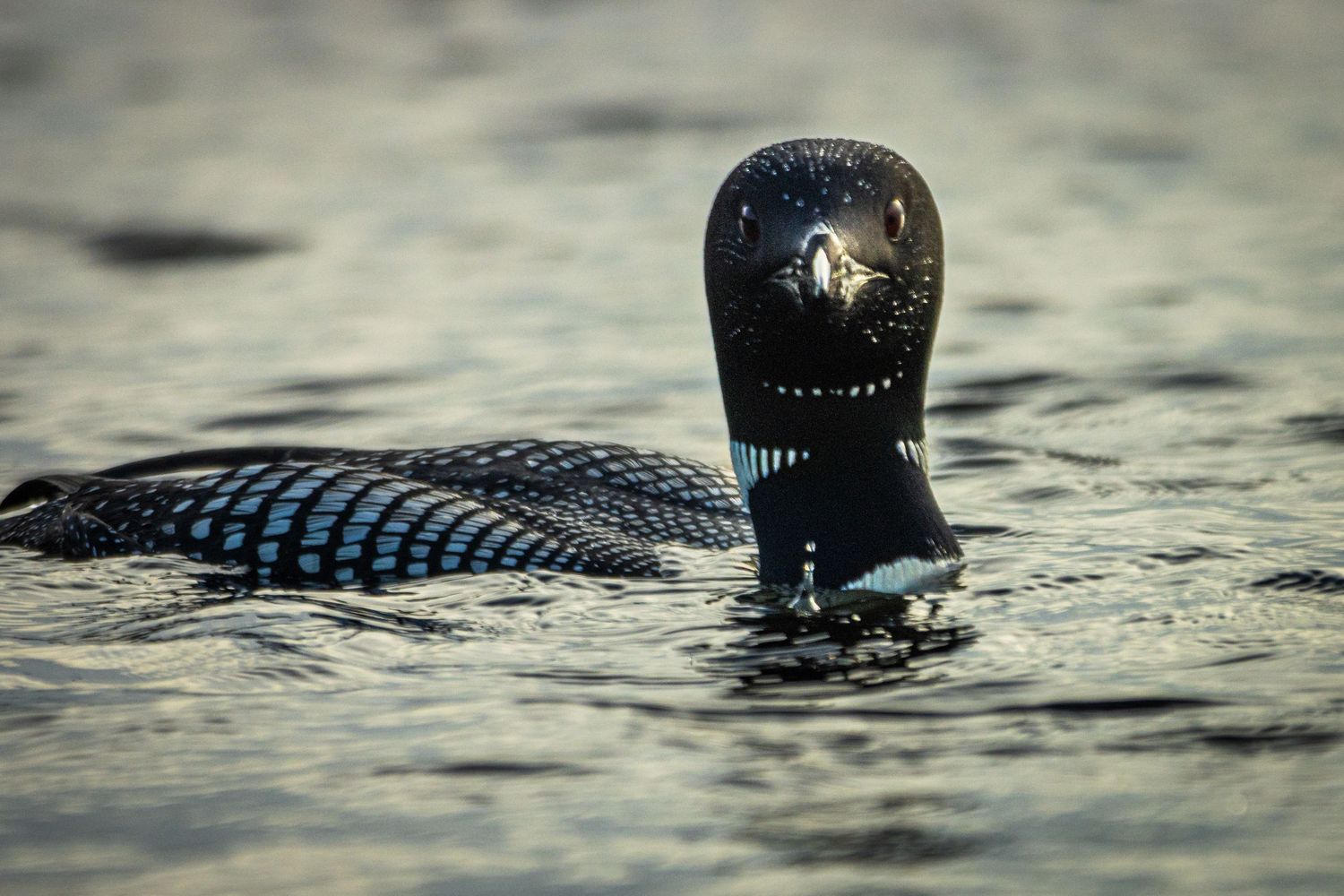 A loon staring directly at the viewer.