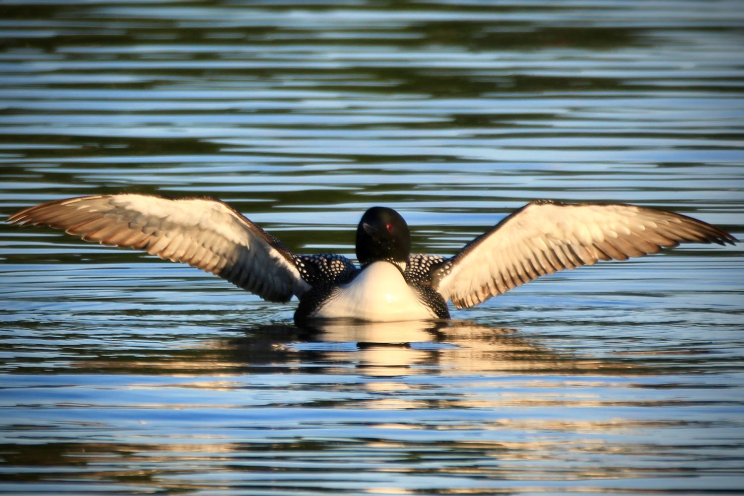 A loon with its wing spread to shake water off itself in Northern Minnesota.