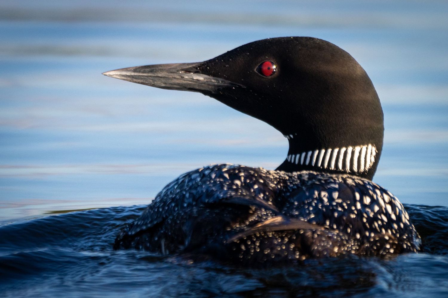 A loon swimming away from the viewer, turned to look back.
