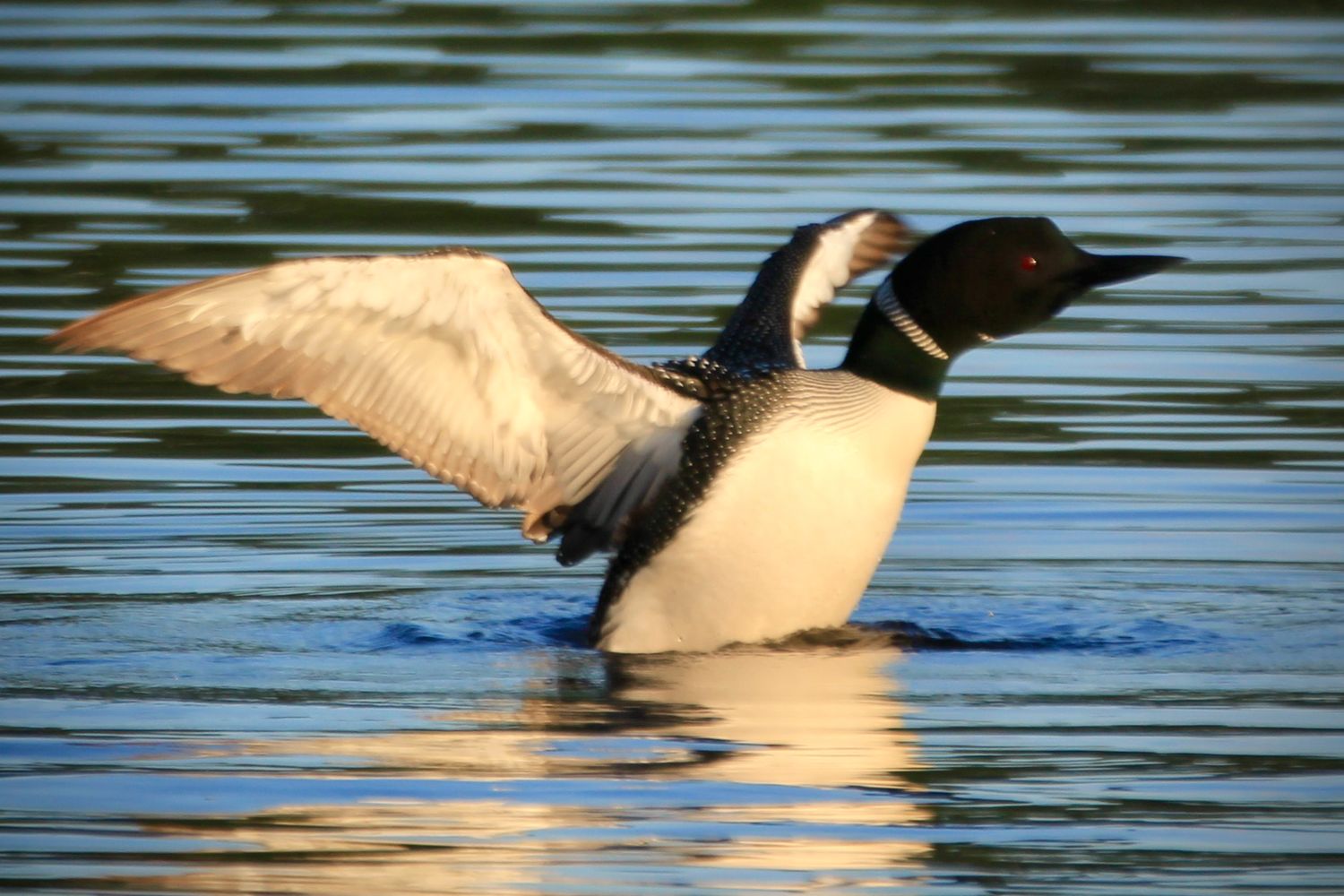 A loon with its wing spread to shake water off itself in Northern Minnesota.