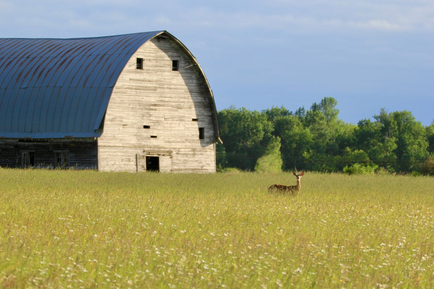 A deer in a grassy field next to a barn in Northern Minnesota.