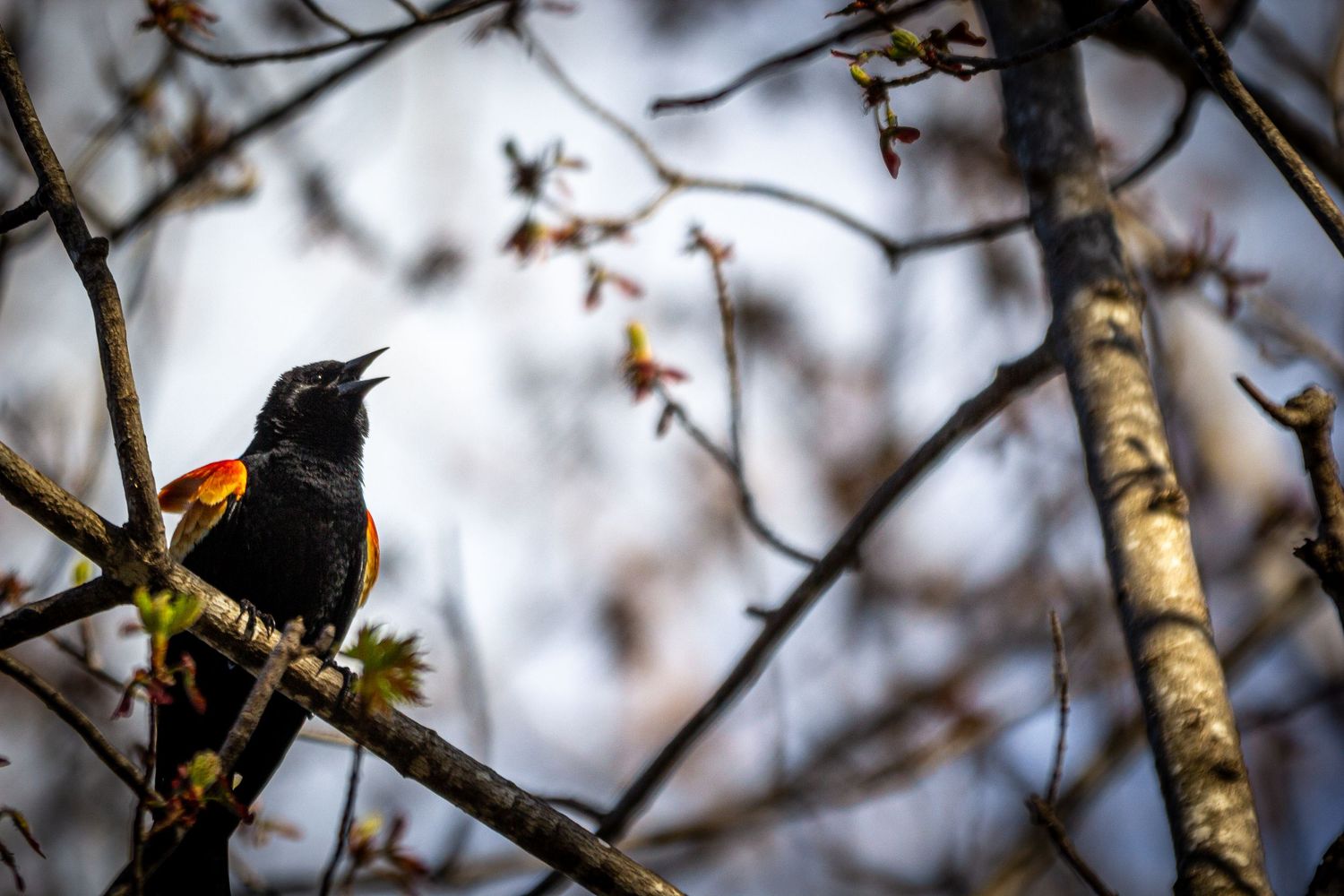 A red-winged blackbird perched on a tree branch.