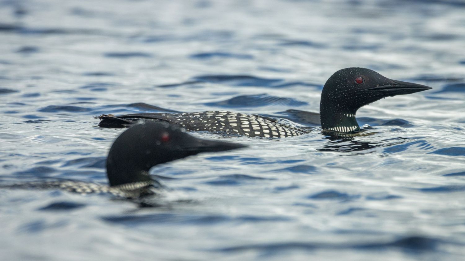 Two loons with water beaded on their faces in Northern Minnesota.