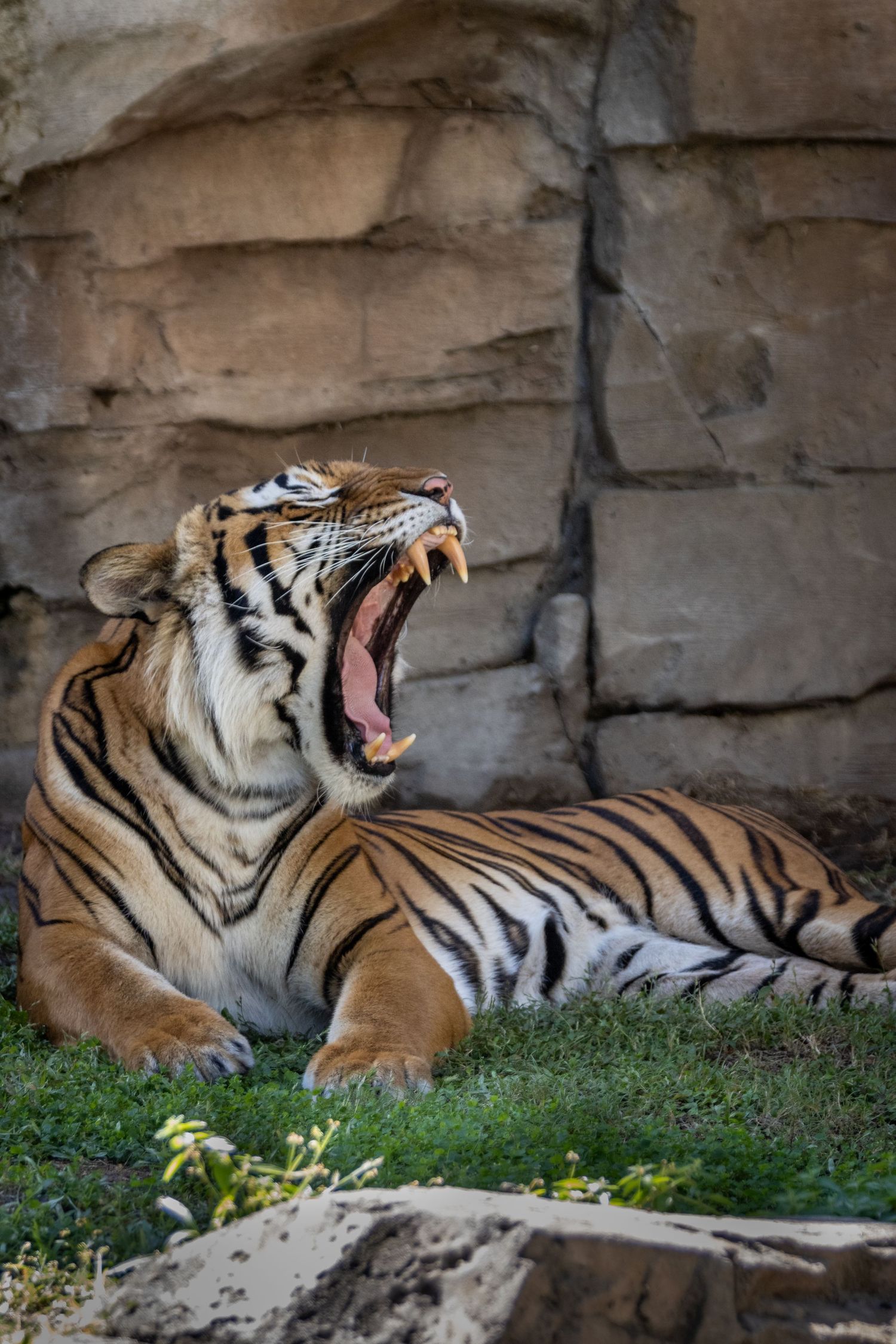 A tiger roaring at Busch Gardens in Florida.