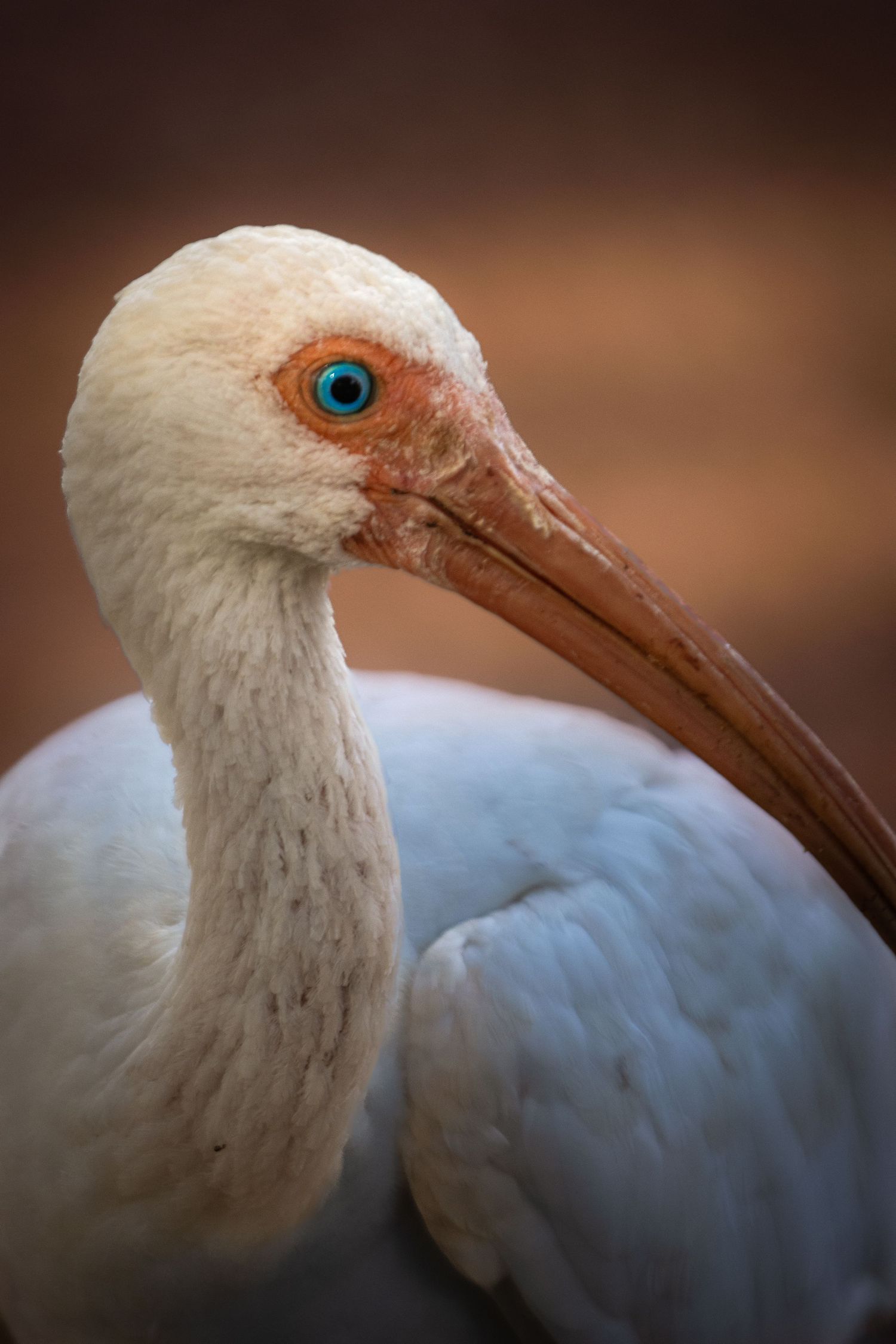 A bird with a brilliant blue eye.