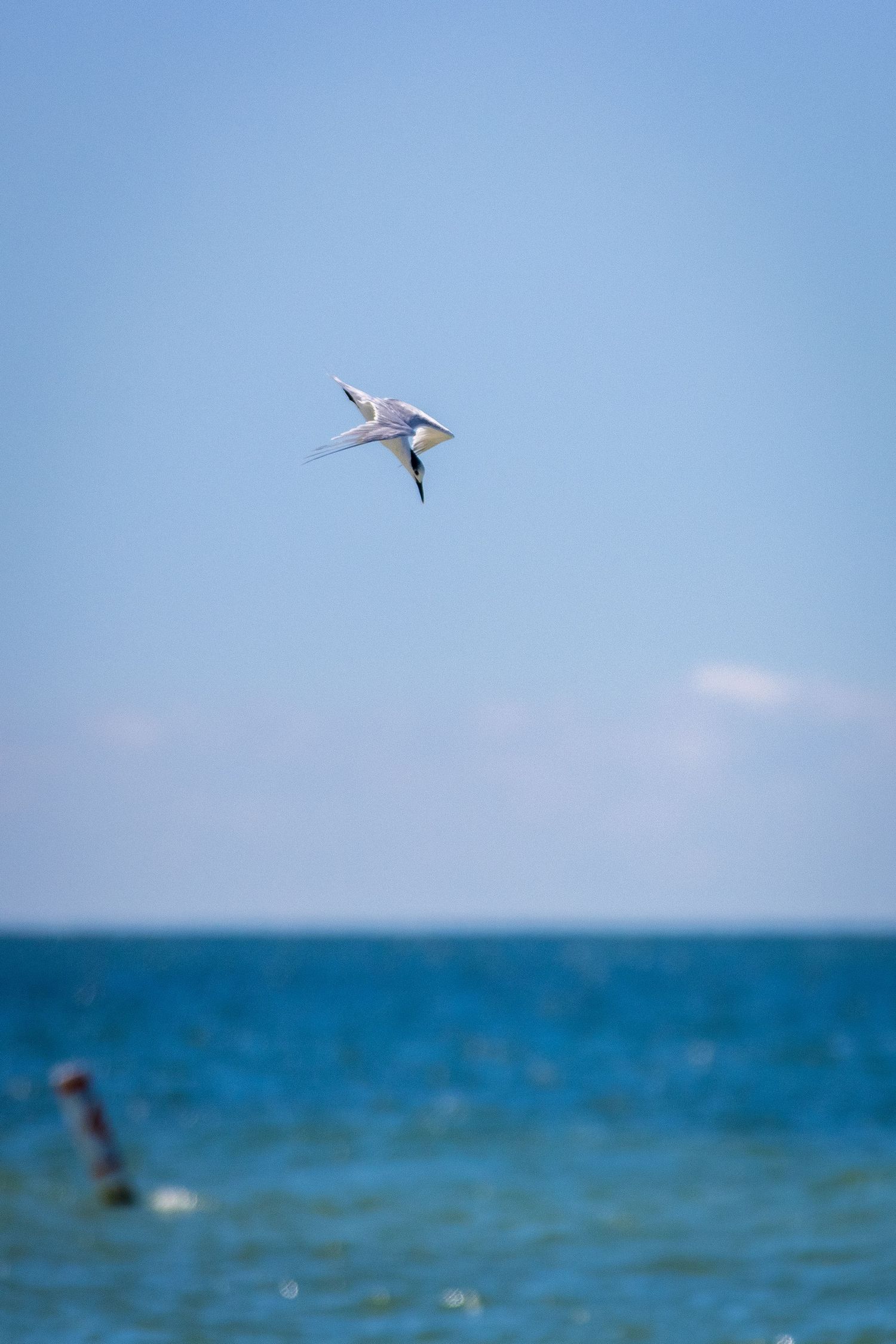 A bird diving into the ocean in Florida.