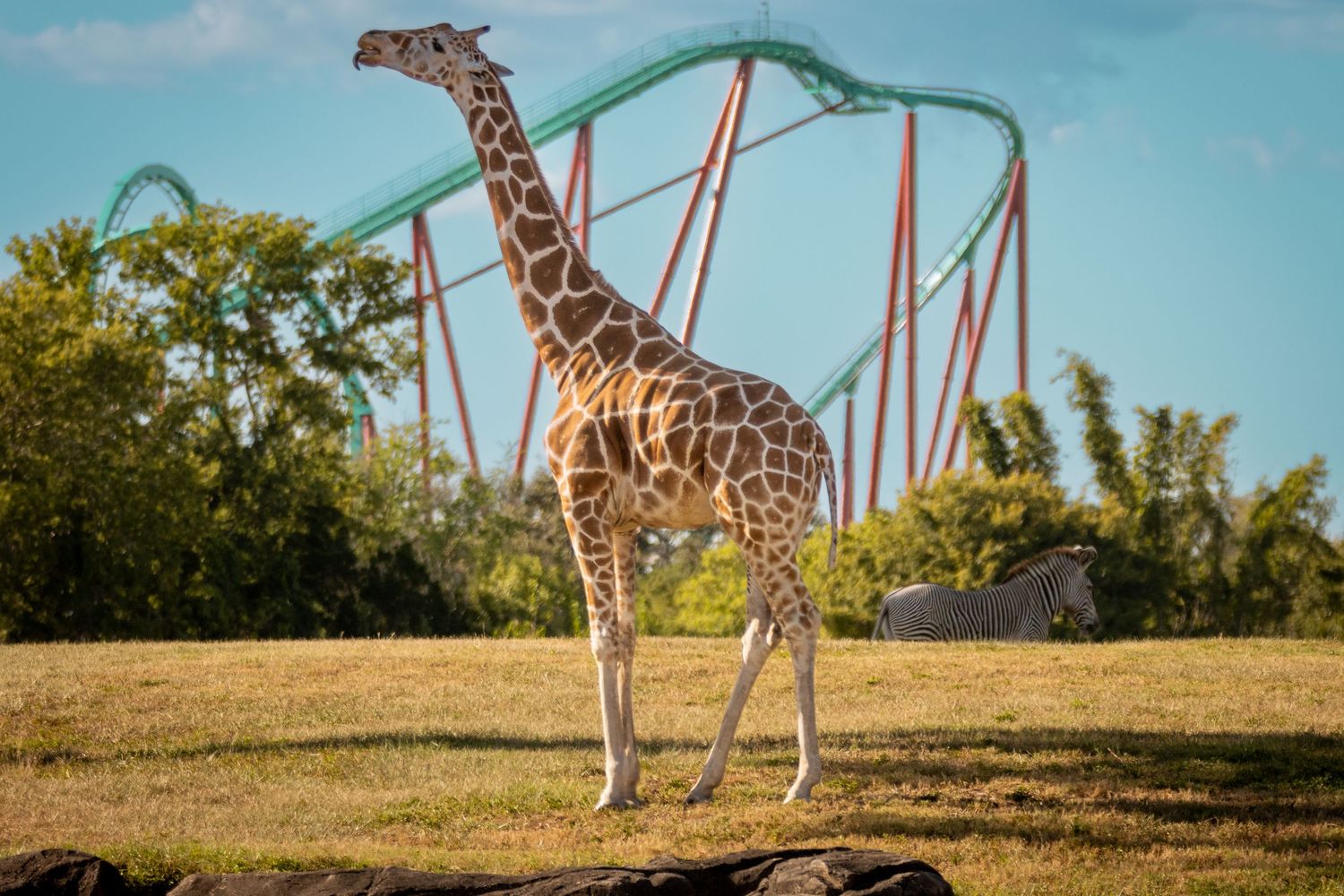 A giraffe in a zoo in front of a roller coaster at Busch Gardens in Florida.