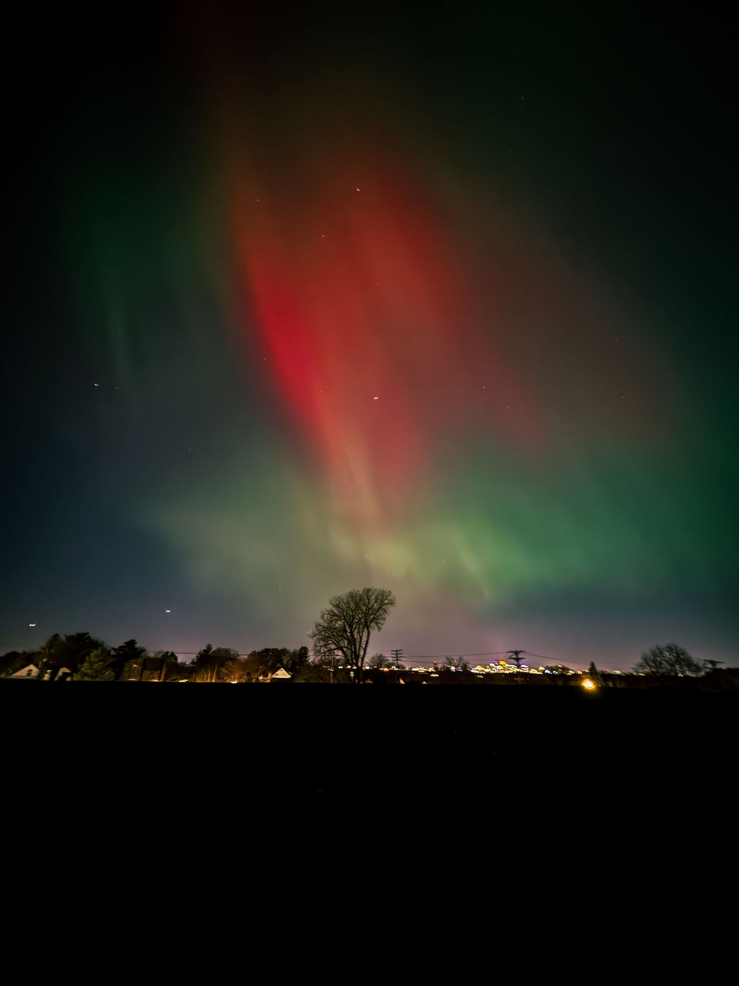 Brilliant Northern Lights over a tree in St. Paul.