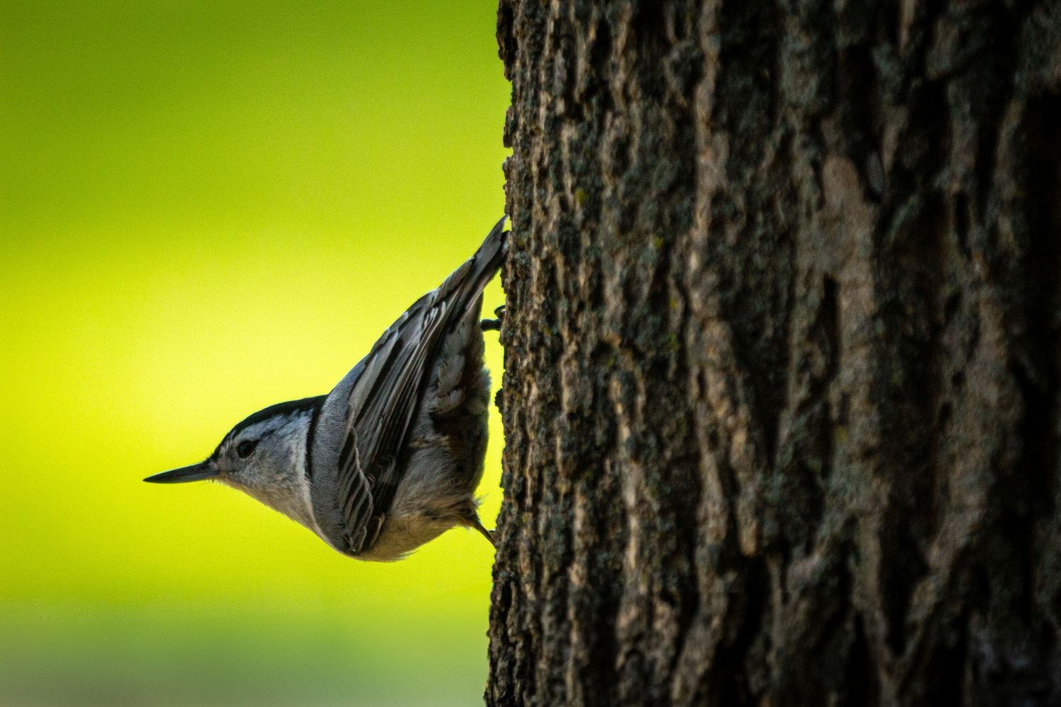 A black-capped chickadee perched sideways on a tree with a brilliant green background.