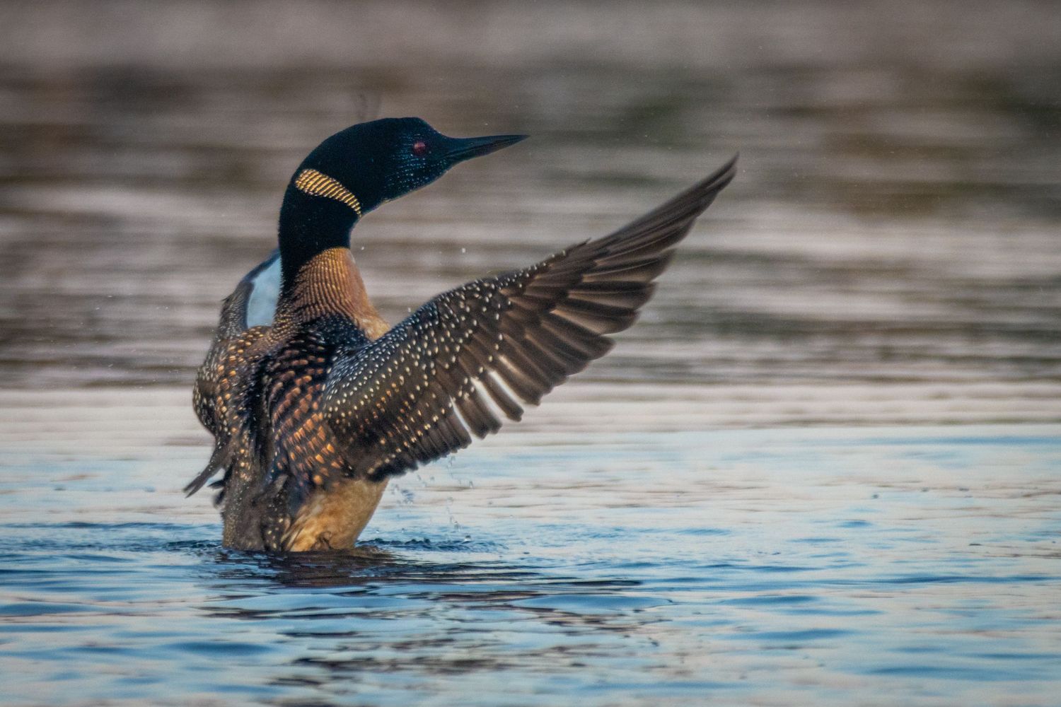 A loon with its wing spread to shake water off itself in Northern Minnesota.