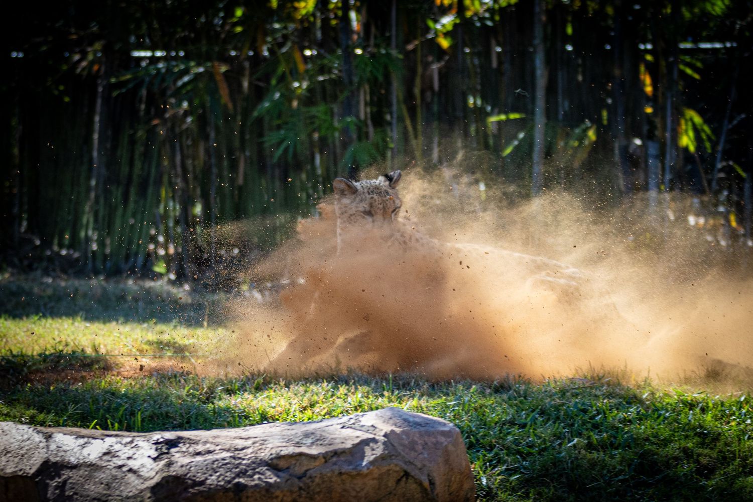 A cheetah kicking up dust as it stops its run abruptly at Busch Gardens in Florida.
