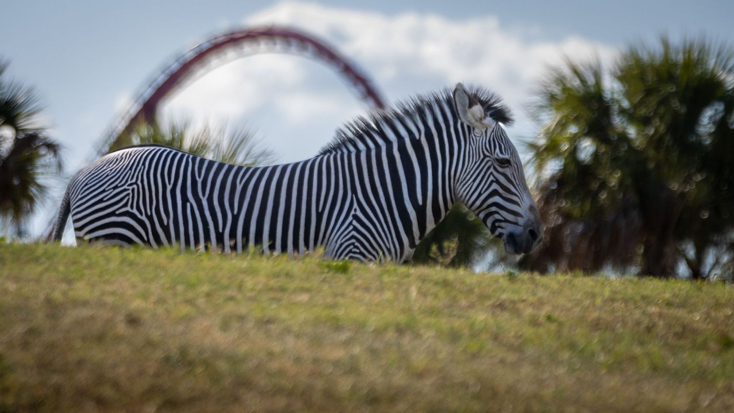 A zebra in a zoo in front of a roller coaster at Busch Gardens in Florida.