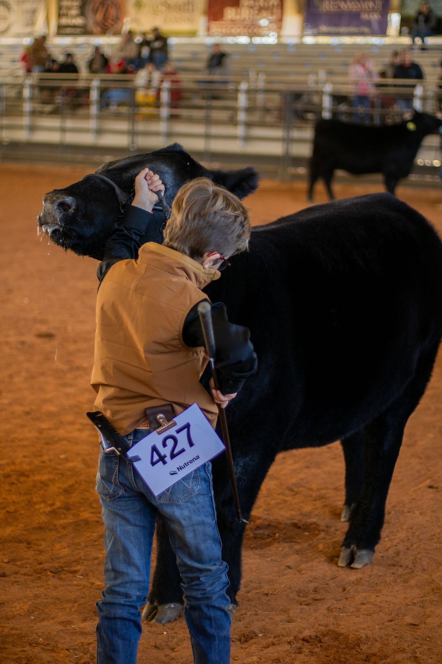 A sequence showing someone bending down behind a black horse in a sandy arena wearing jeans and brown jacket.