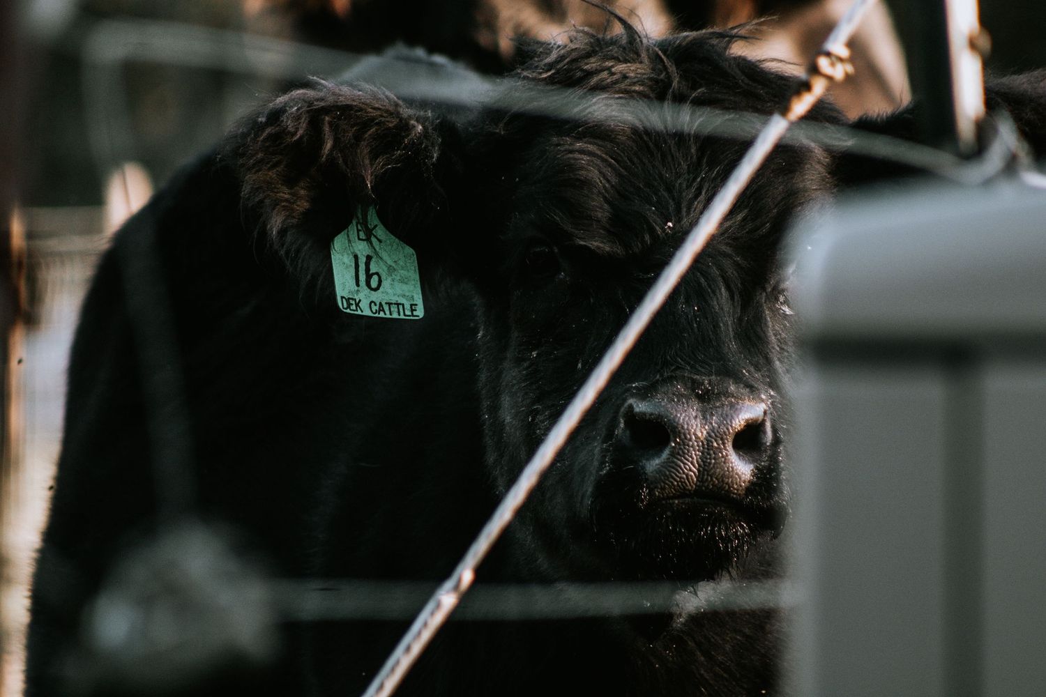 Side view of a black show cow being prepared for exhibition.