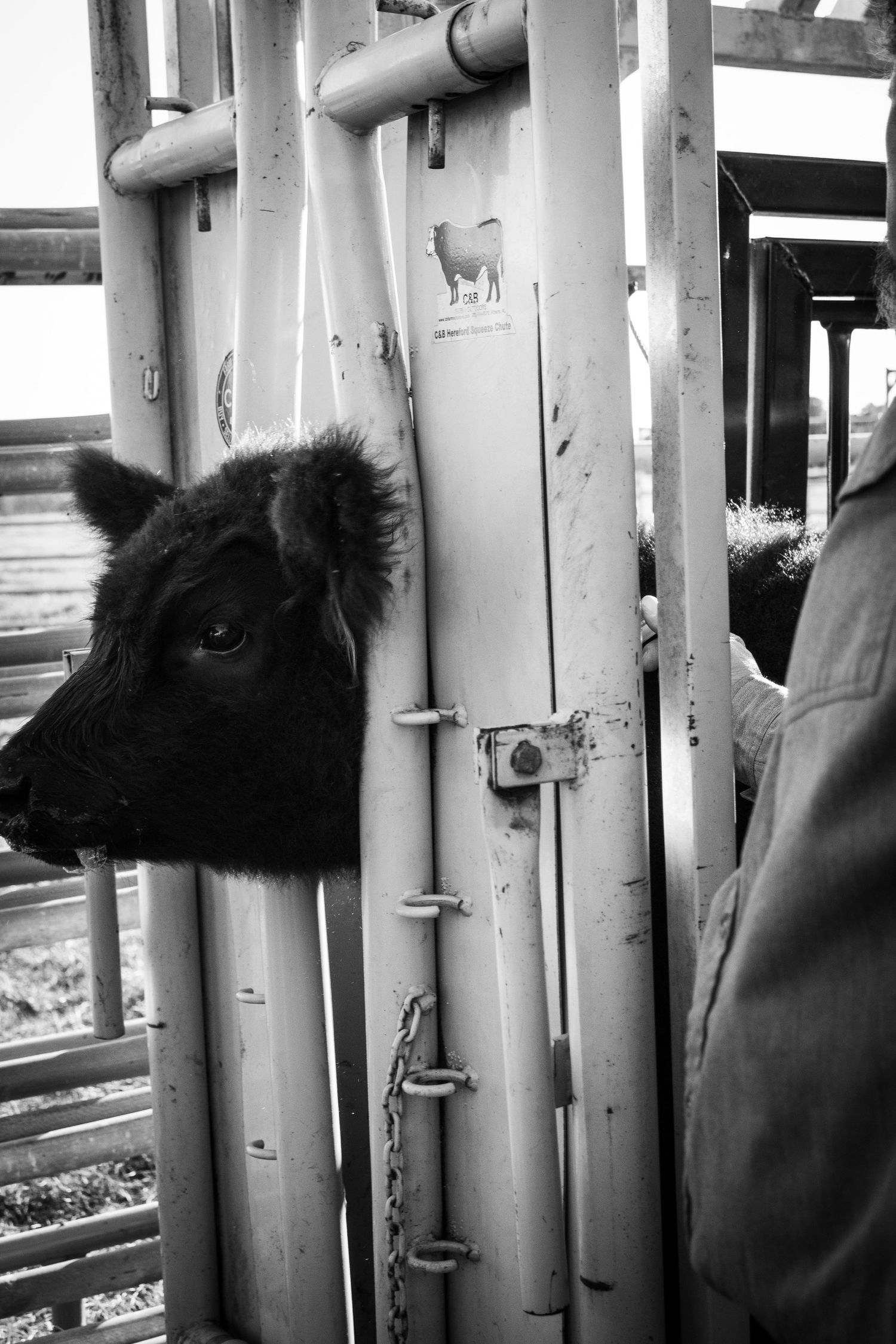 Black horse peeks through metal bars in a dramatic close-up shot.