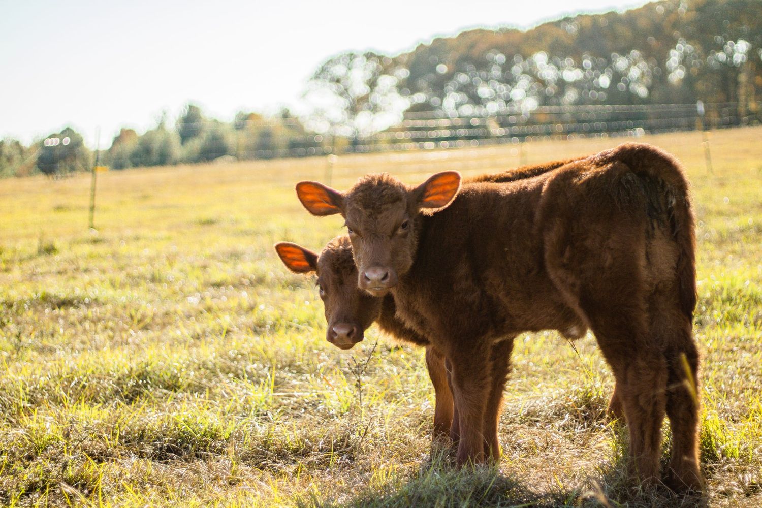Two brown calves stand together in a sunny field with glowing backlighting.