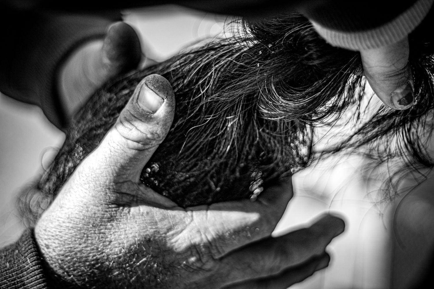 Black and white close-up photo showing hands gently holding a small bird while examining its wing.