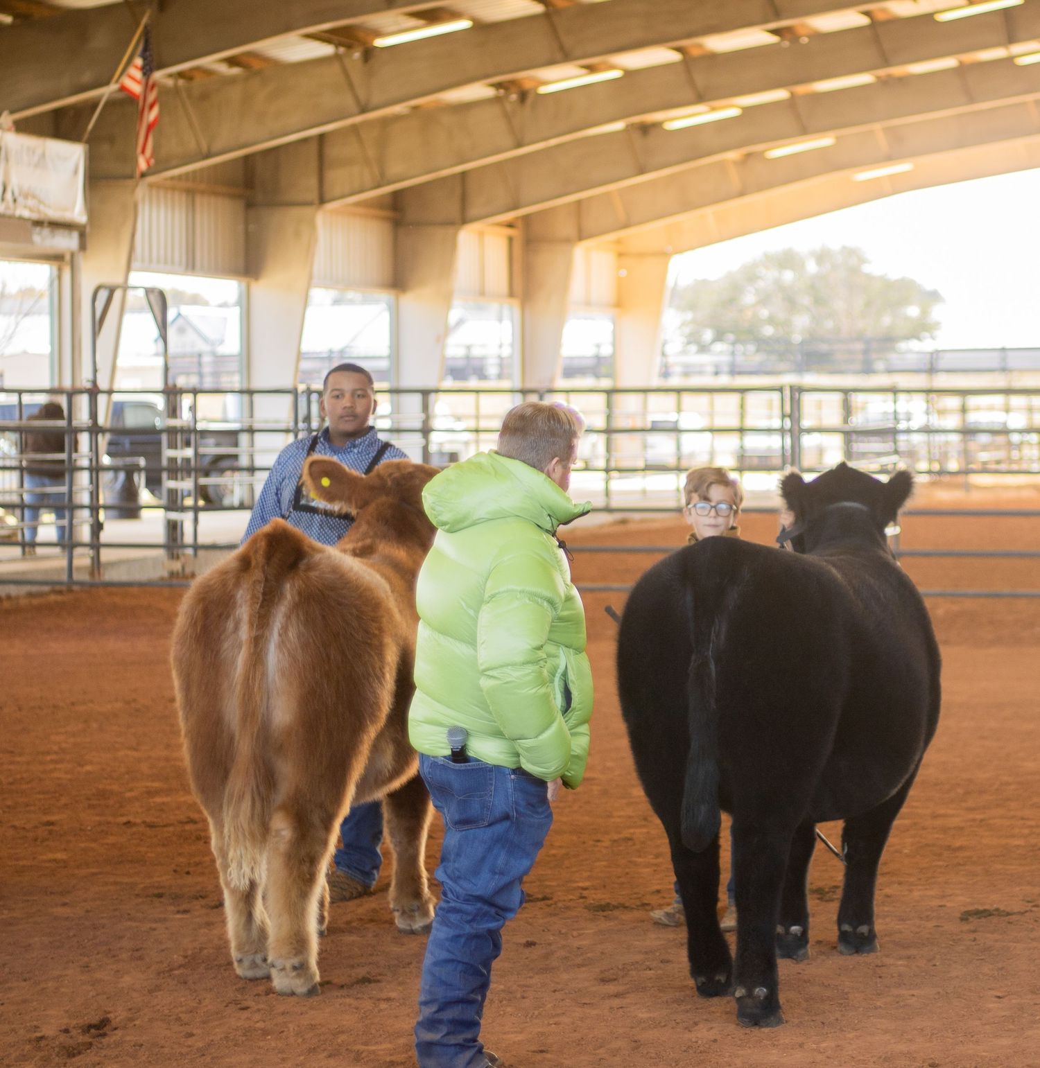 Cattle showing event in a covered arena with handlers presenting brown and black cows under warm lighting.