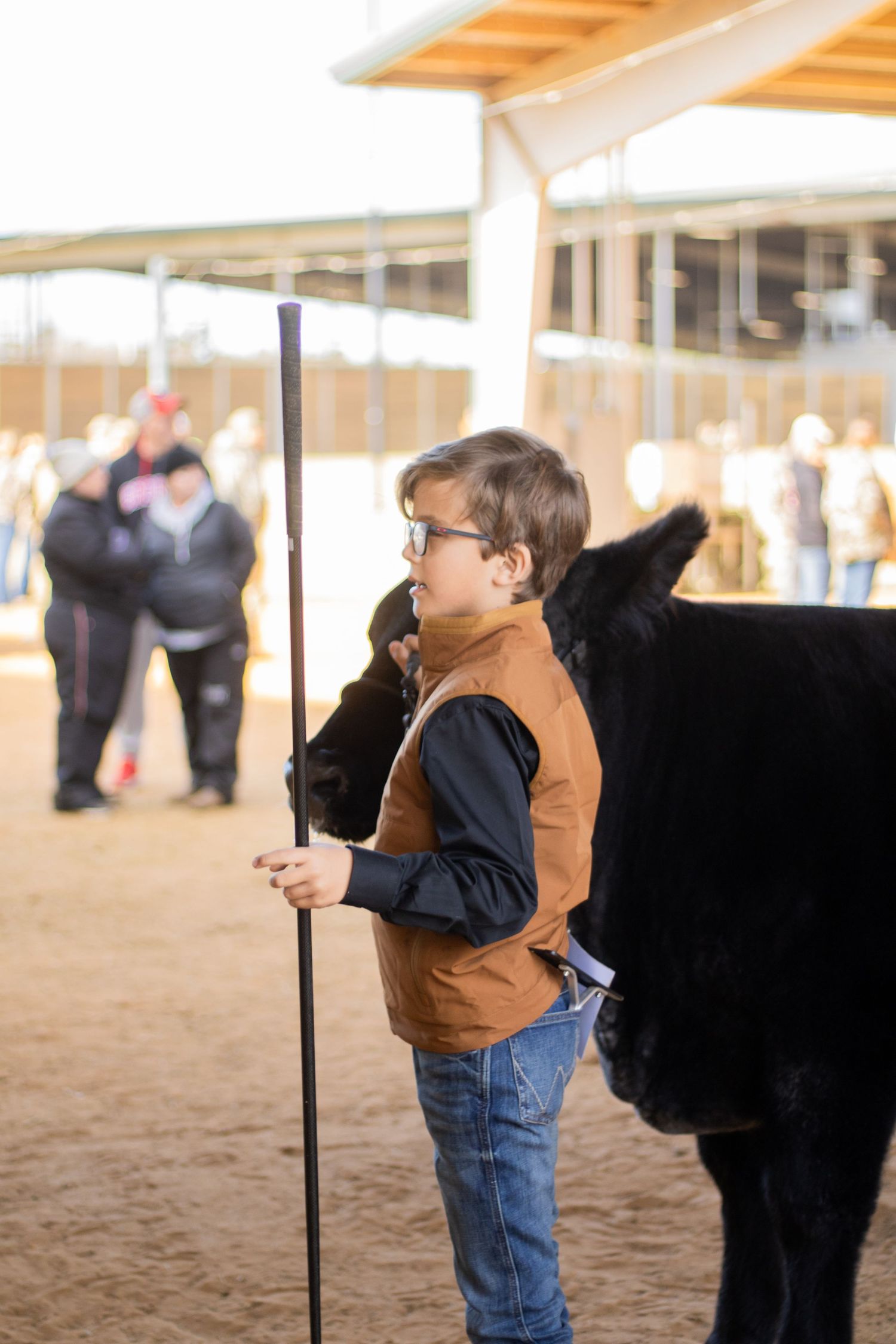 A person in a brown jacket and jeans stands next to a black show cow in a covered arena.