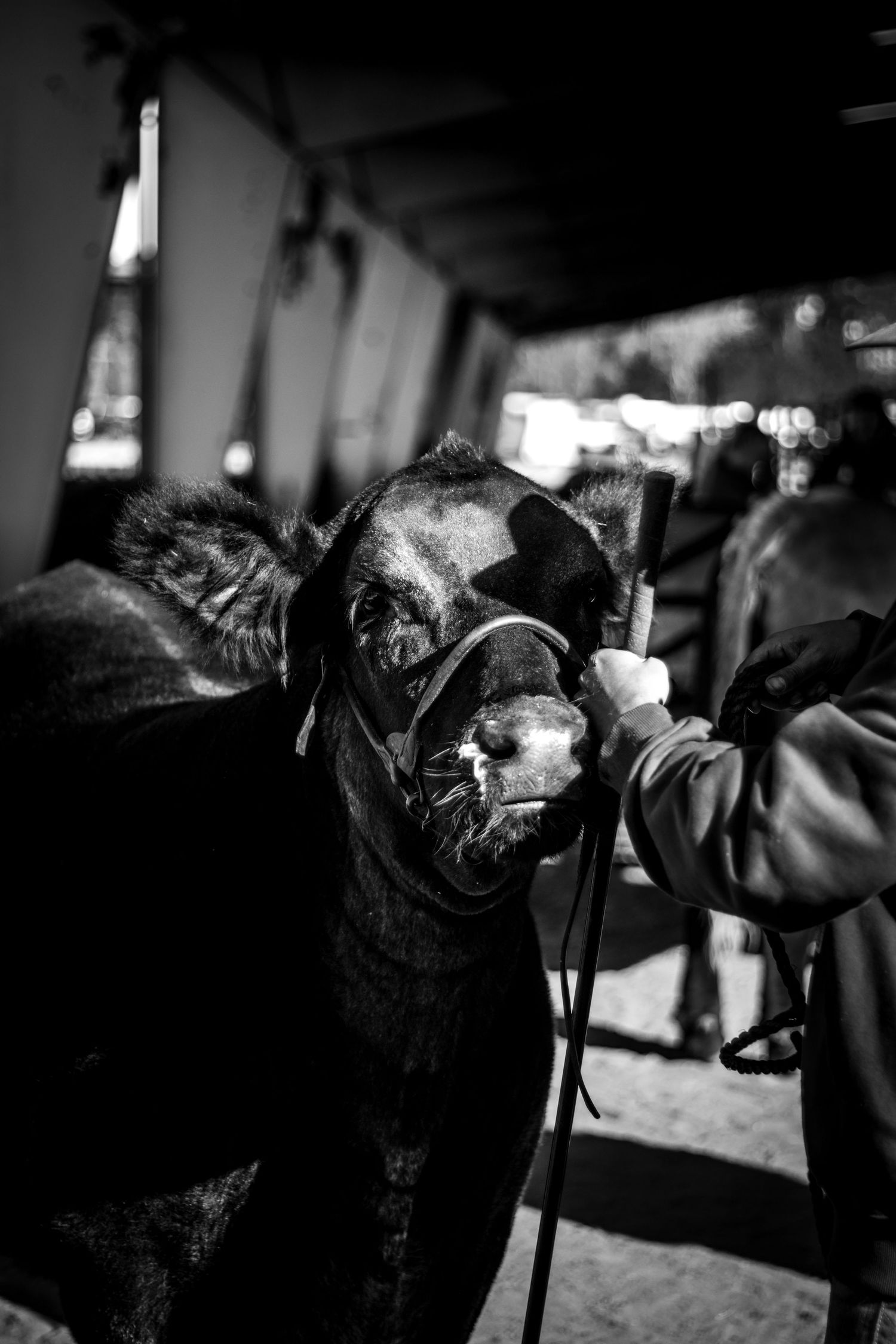 Black and white photo series showing a cattle grooming session with clippers and brushes in a professional setting.