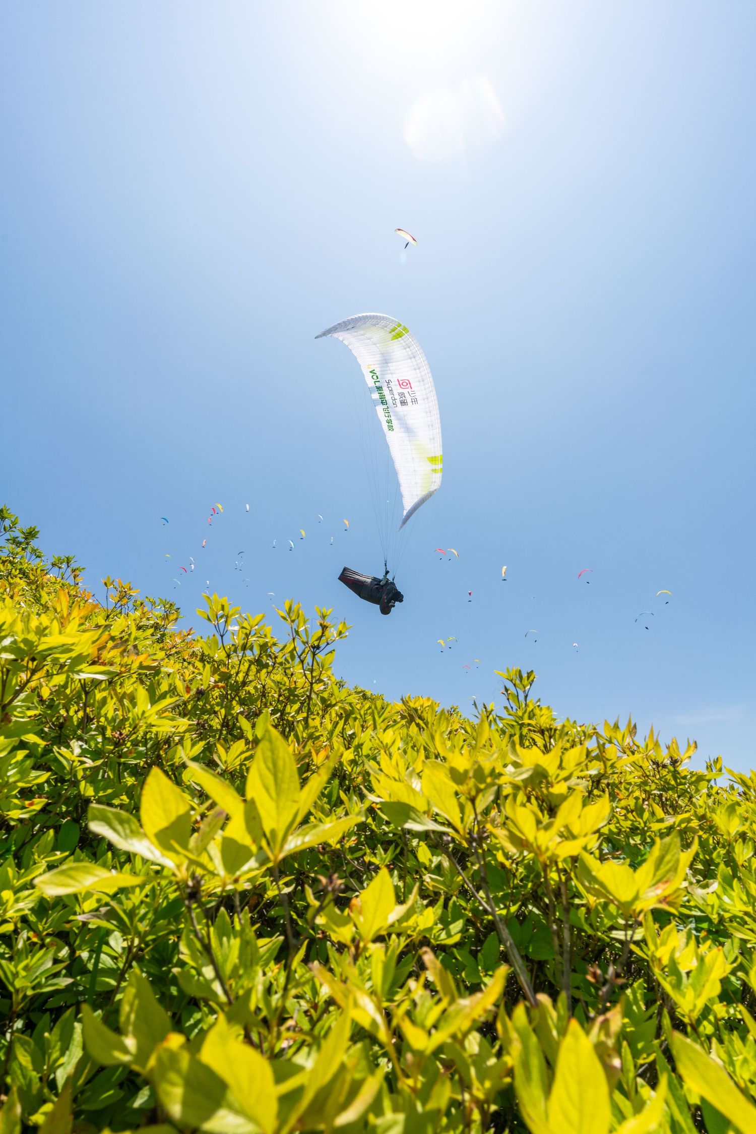 Paraglider soars above vibrant yellow flowers against a bright blue sky on a sunny day.